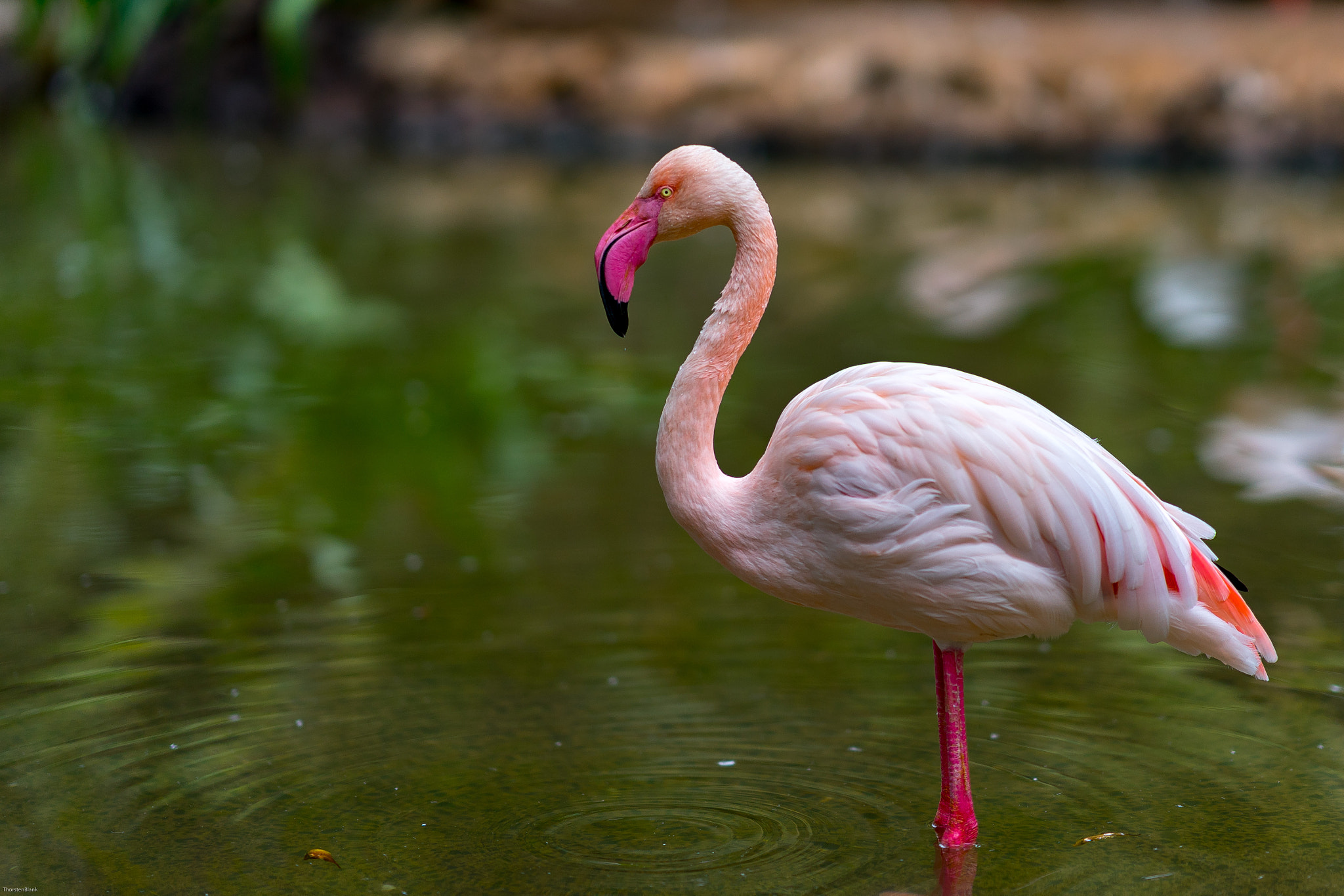 Sony FE 85mm F1.4 GM sample photo. Flamingo oasis park photography