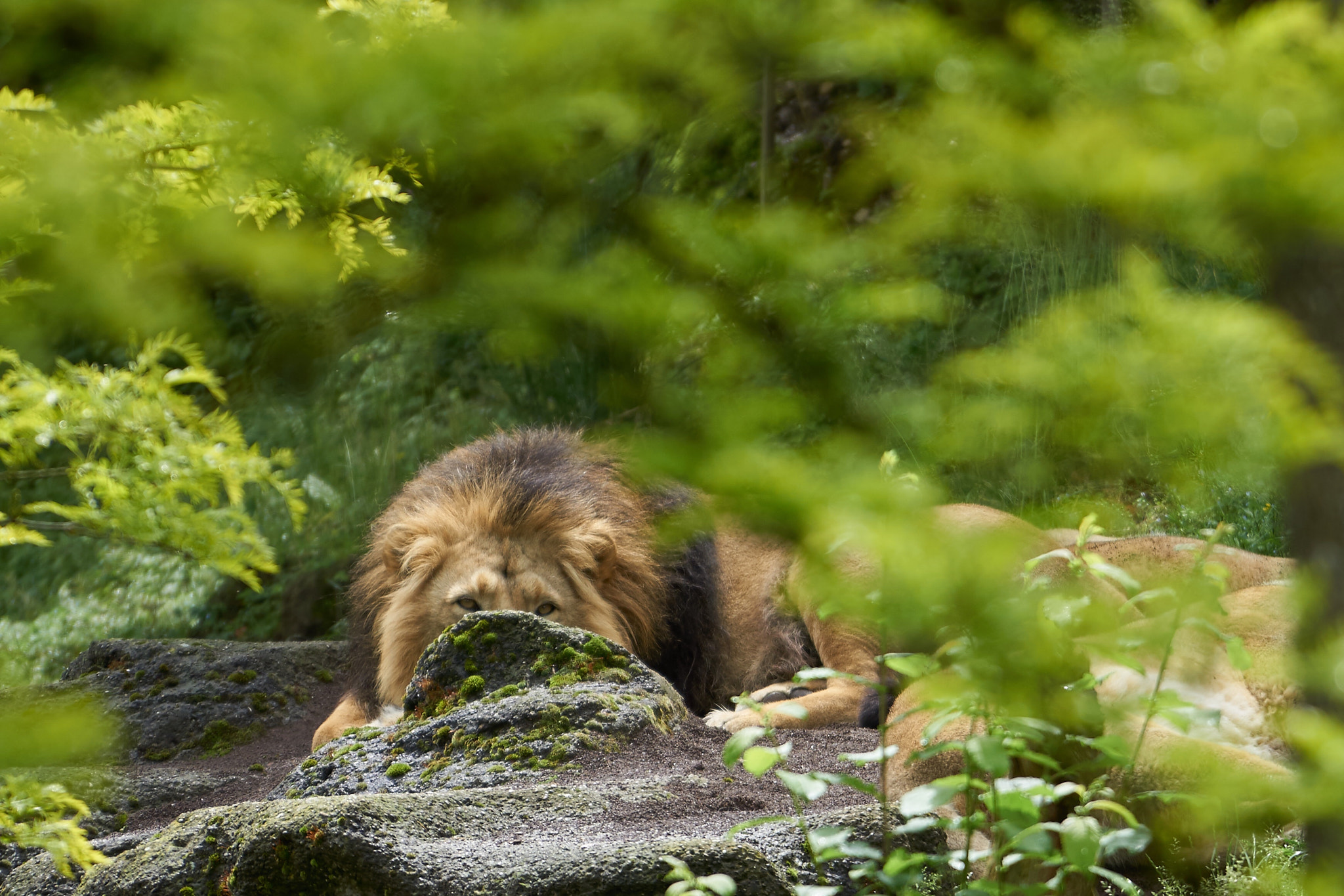 Sony a6000 + Sony FE 70-200mm F4 G OSS sample photo. Look in my eyes lion photography
