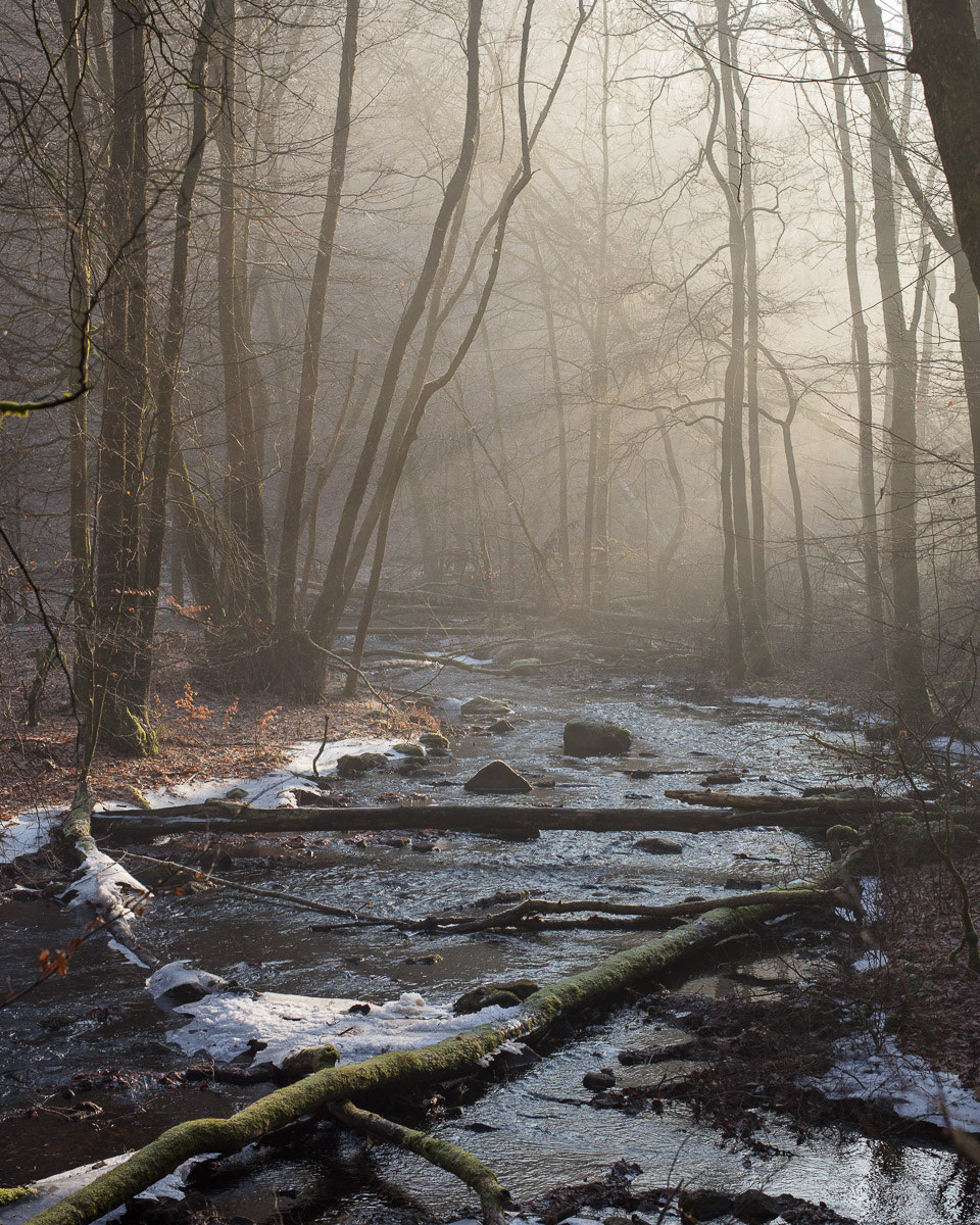 Canon EOS 5DS R + ZEISS Otus 55mm F1.4 sample photo. Söderåsen vinter iii photography