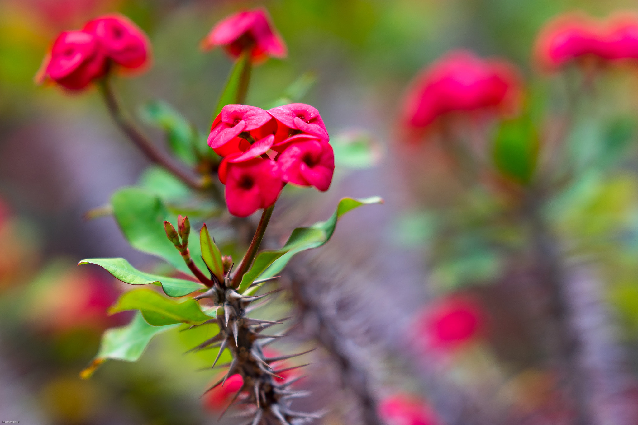 Sony FE 85mm F1.4 GM sample photo. Flower oasis park photography