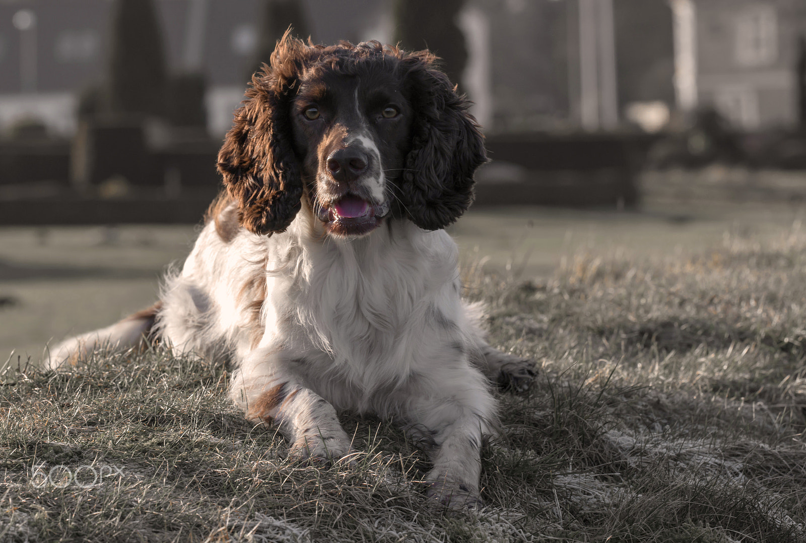 Sigma 150mm F2.8 EX DG OS Macro HSM sample photo. Spainel photography