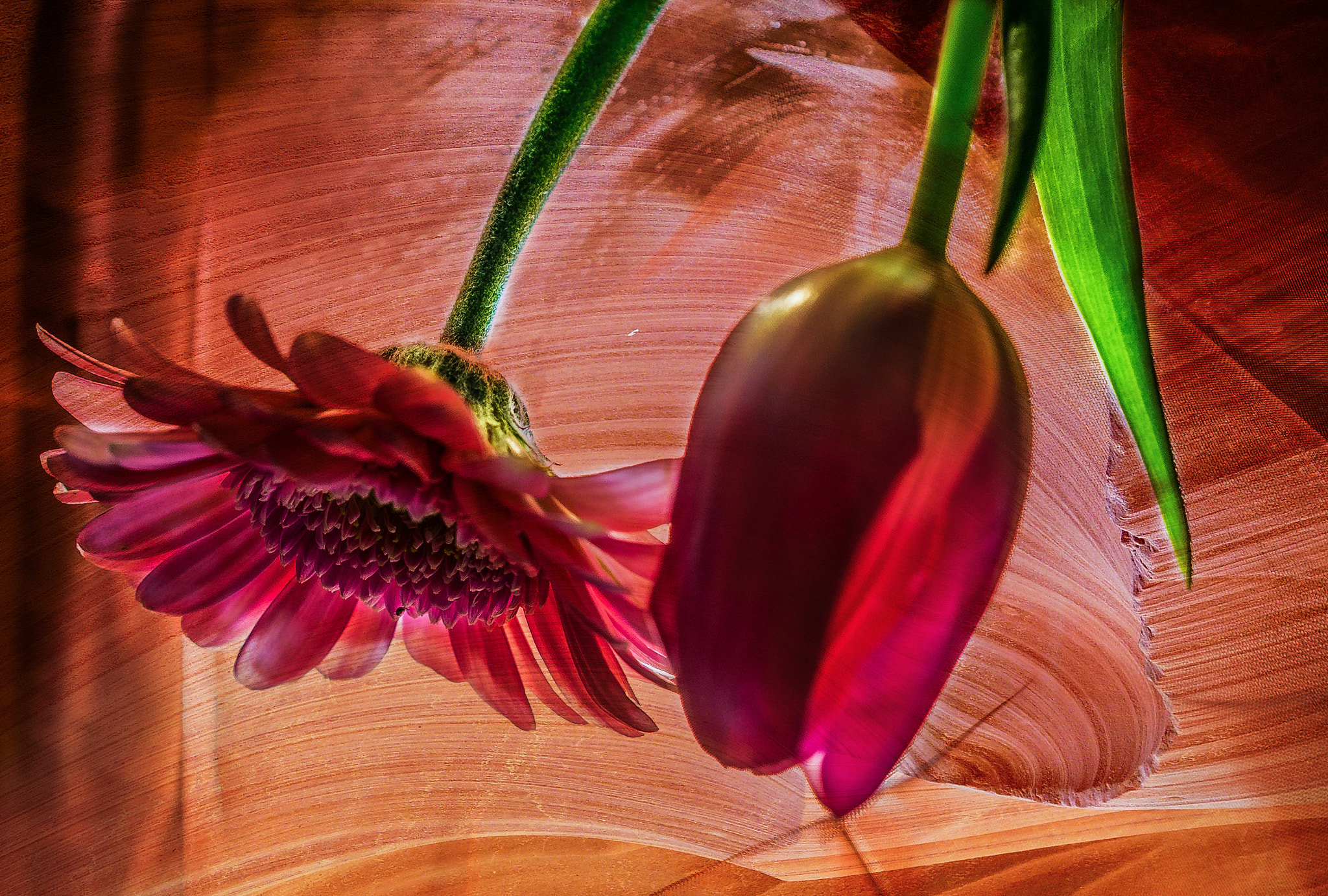 Nikon AF-S DX Micro Nikkor 40mm F2.8 sample photo. Gerbera and tulip photography