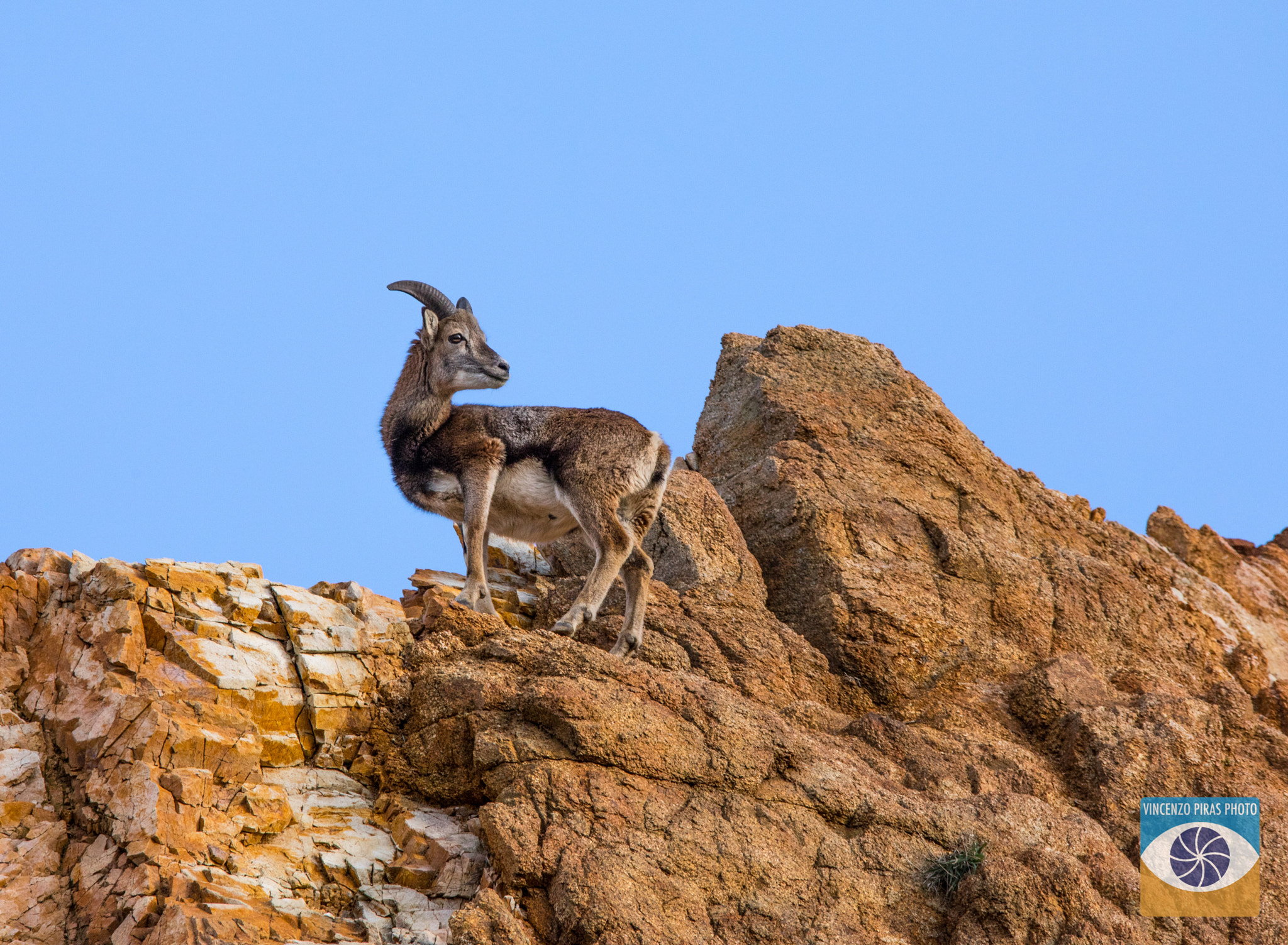 150-600mm F5-6.3 DG OS HSM | Contemporary 015 sample photo. Muflone della sardegna photography