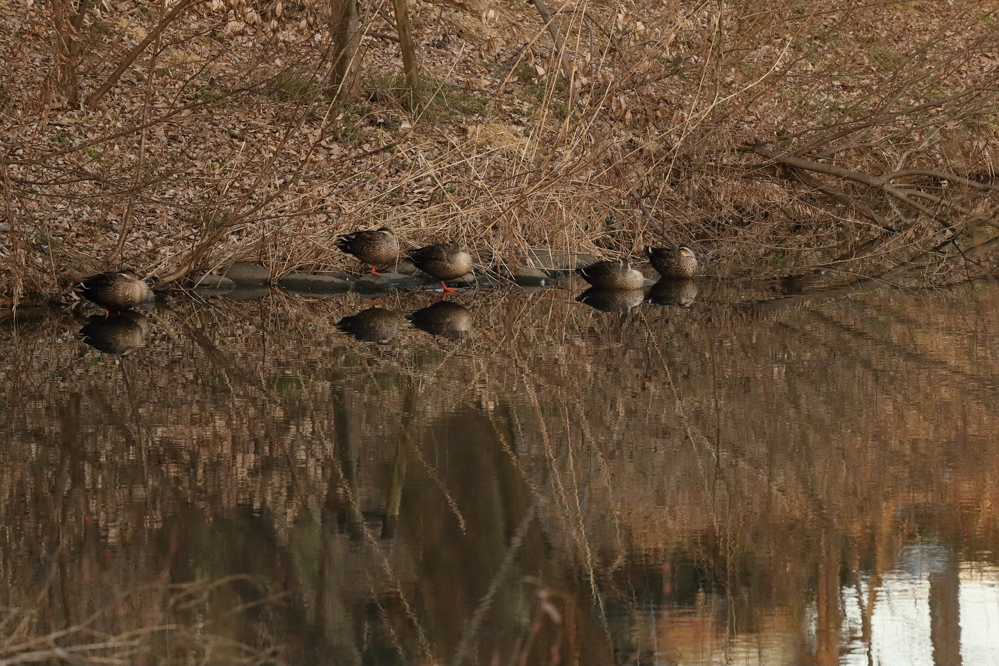 Canon EOS-1D X Mark II sample photo. Wild ducks photography