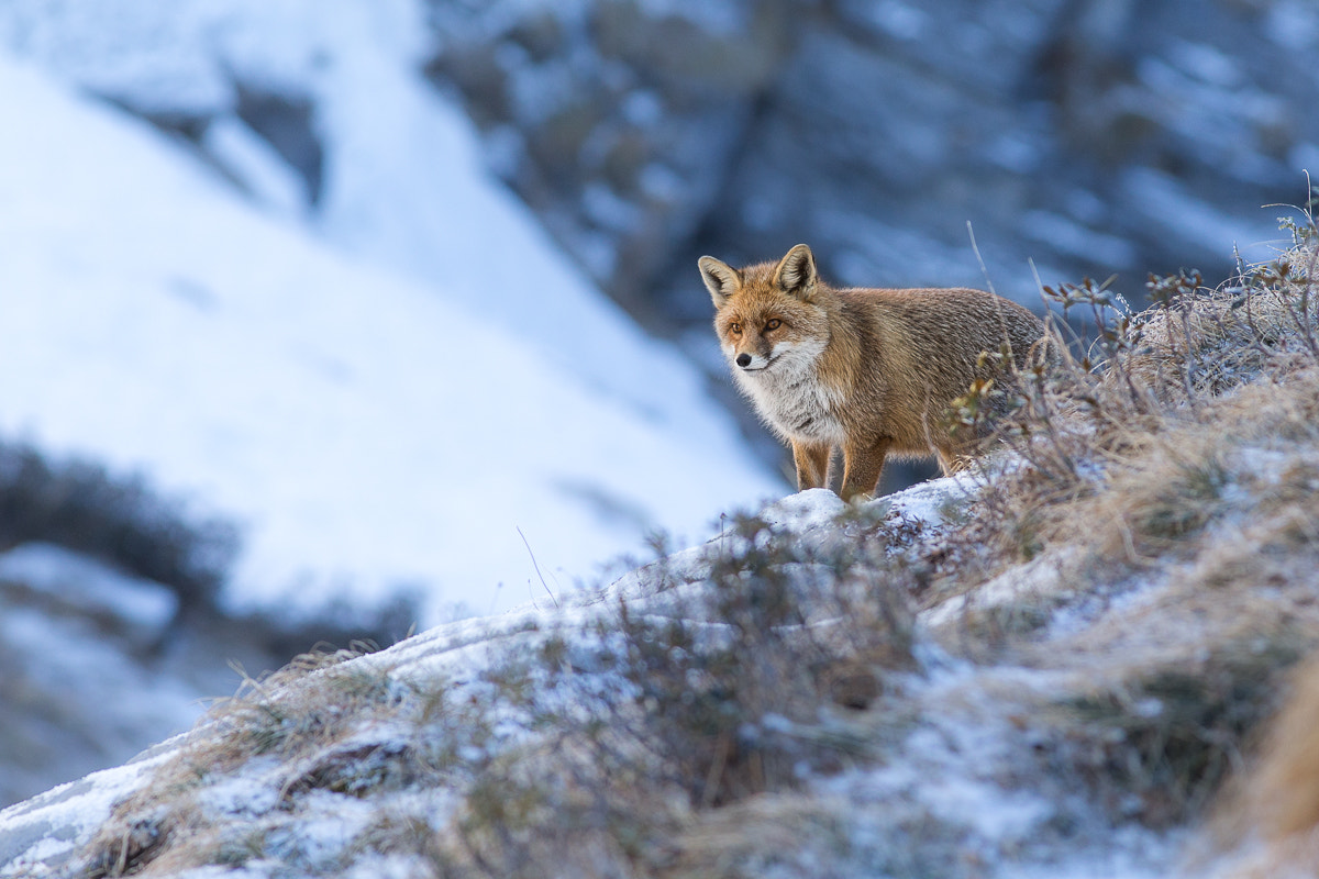 Canon EOS 6D + Canon EF 300mm F4L IS USM sample photo. Fox photography