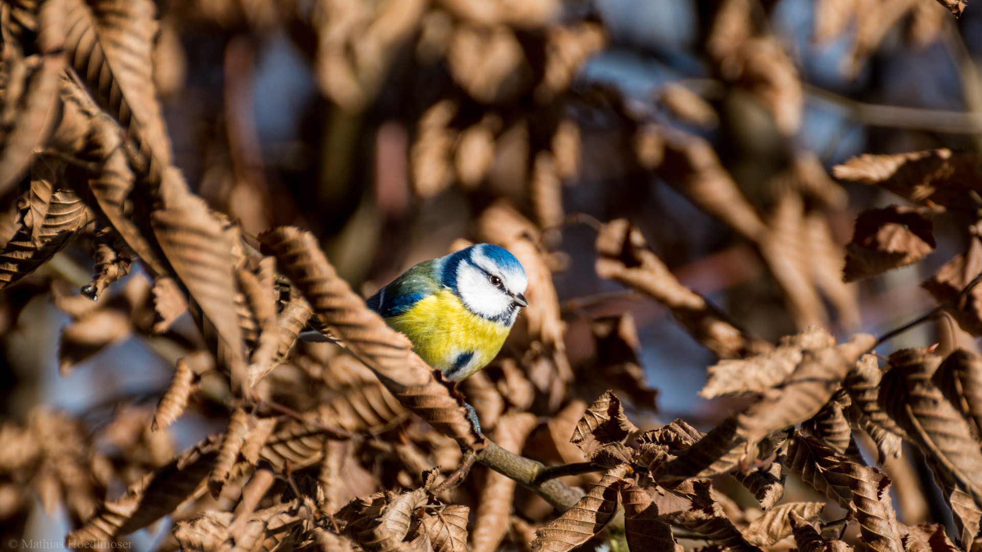 Tamron SP 35mm F1.8 Di VC USD sample photo. Bird #2 photography