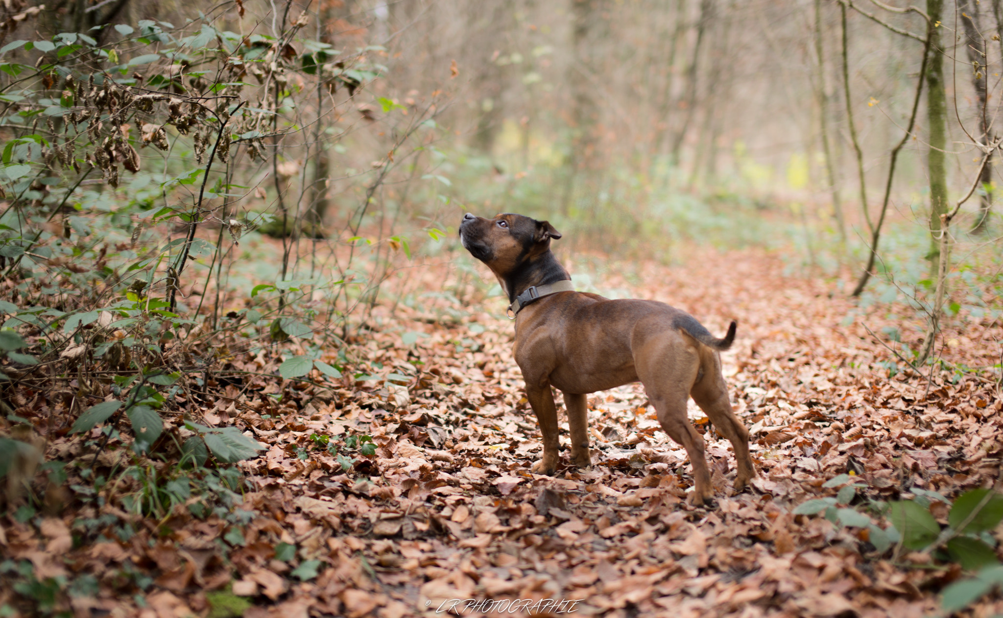 Nikon D600 + Sigma 50mm F1.4 EX DG HSM sample photo. An explorer in the wood photography