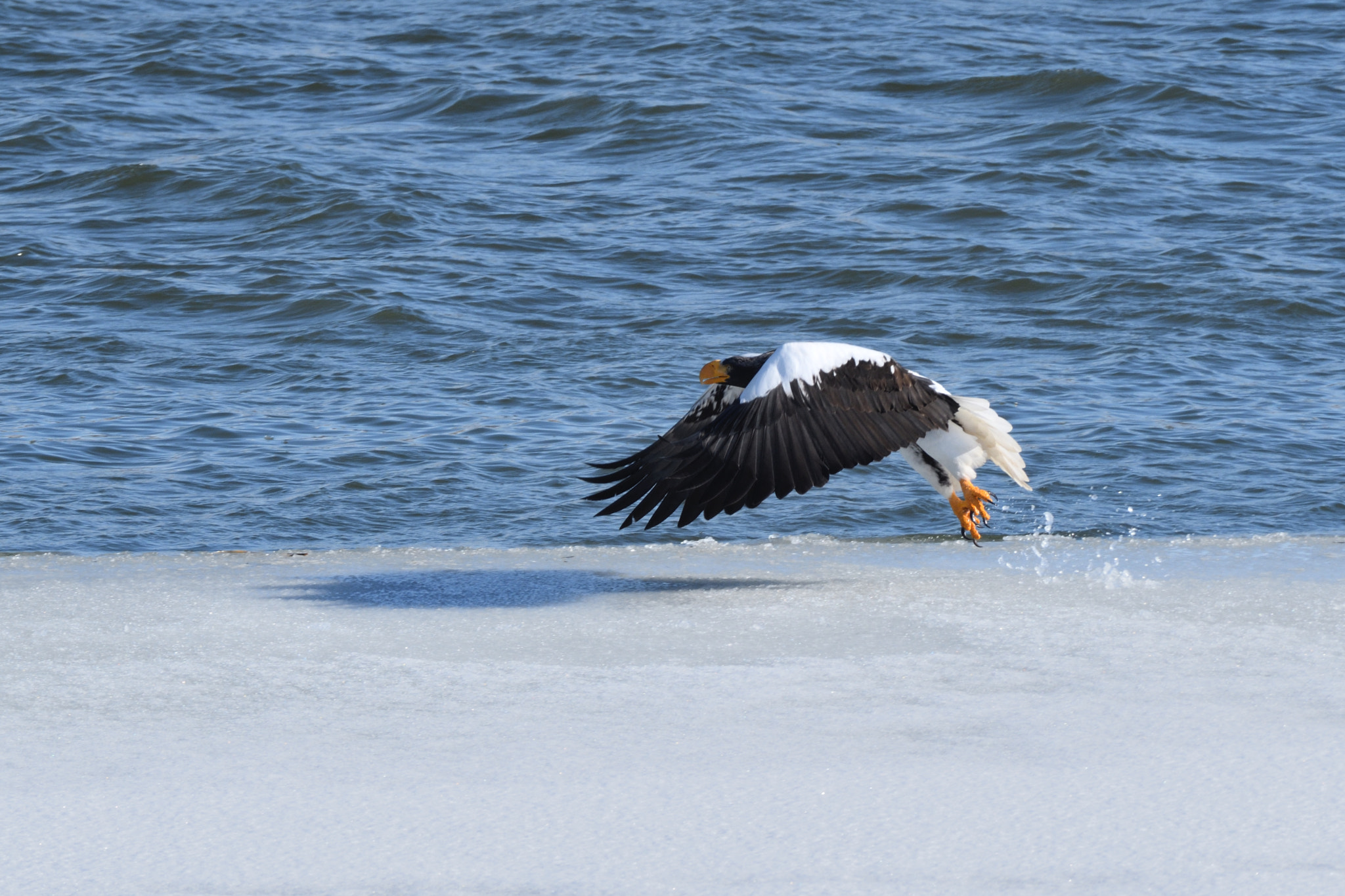 Nikon D500 + Sigma 500mm F4.5 EX DG HSM sample photo. Steller's sea eagle photography