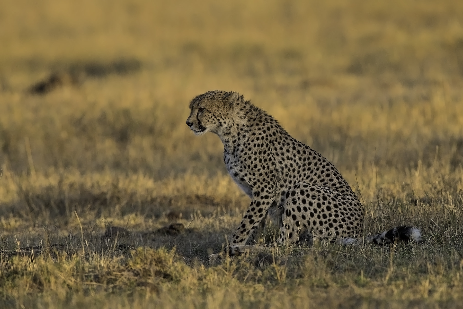 Canon EF 600mm F4L IS II USM sample photo. Late afternoon photography