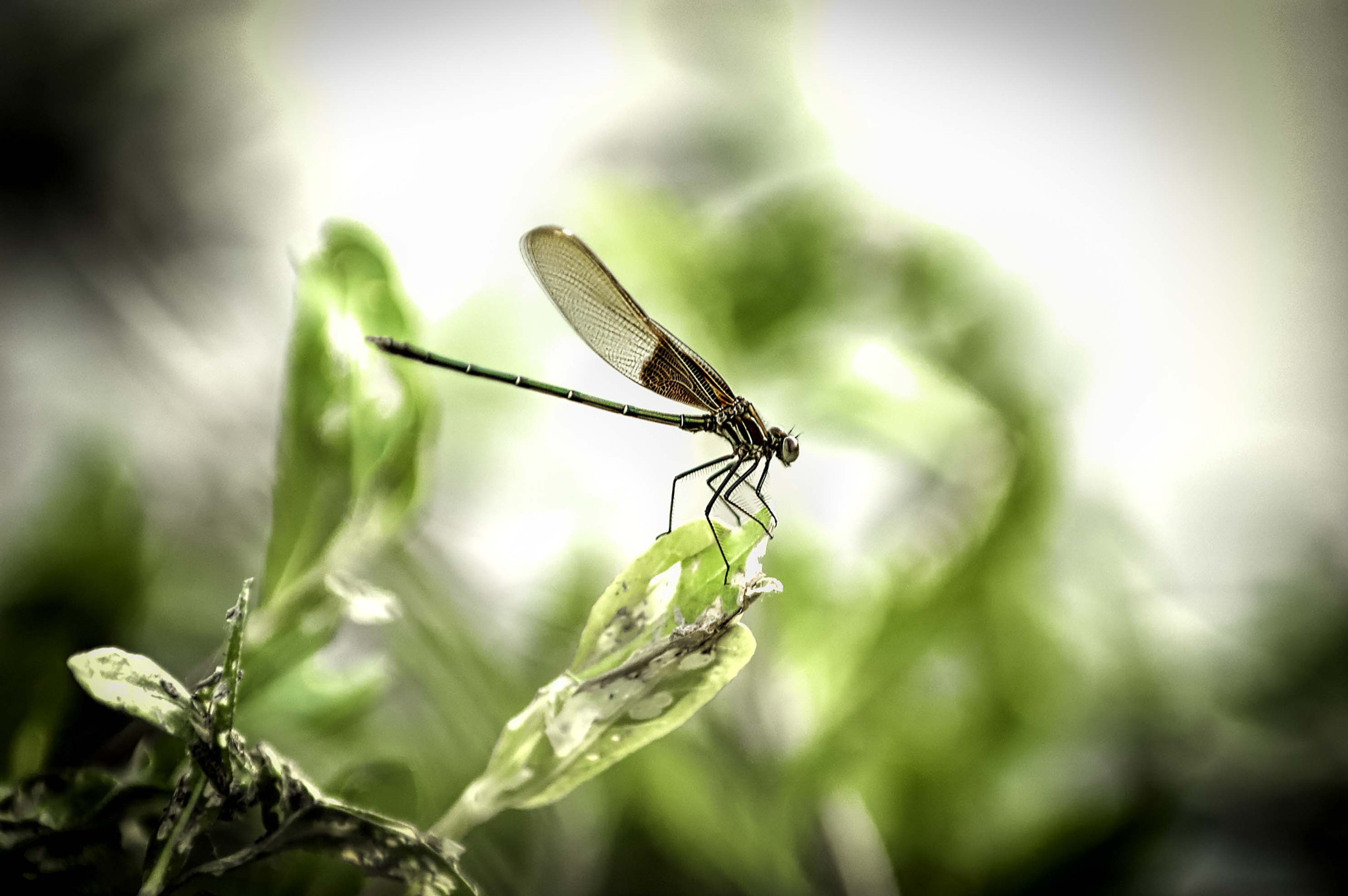 Nikon D70s + Nikon AF-S Nikkor 70-200mm F2.8G ED VR sample photo. Dragonfly photography