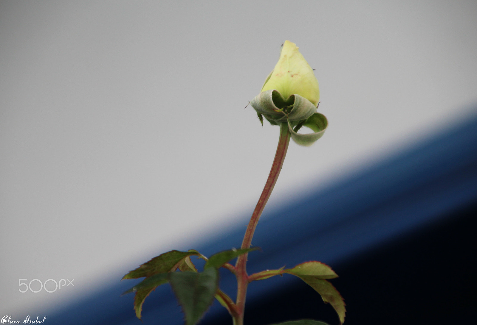 Canon EOS 1200D (EOS Rebel T5 / EOS Kiss X70 / EOS Hi) + Canon TS-E 90mm F2.8 Tilt-Shift sample photo. Flor... photography
