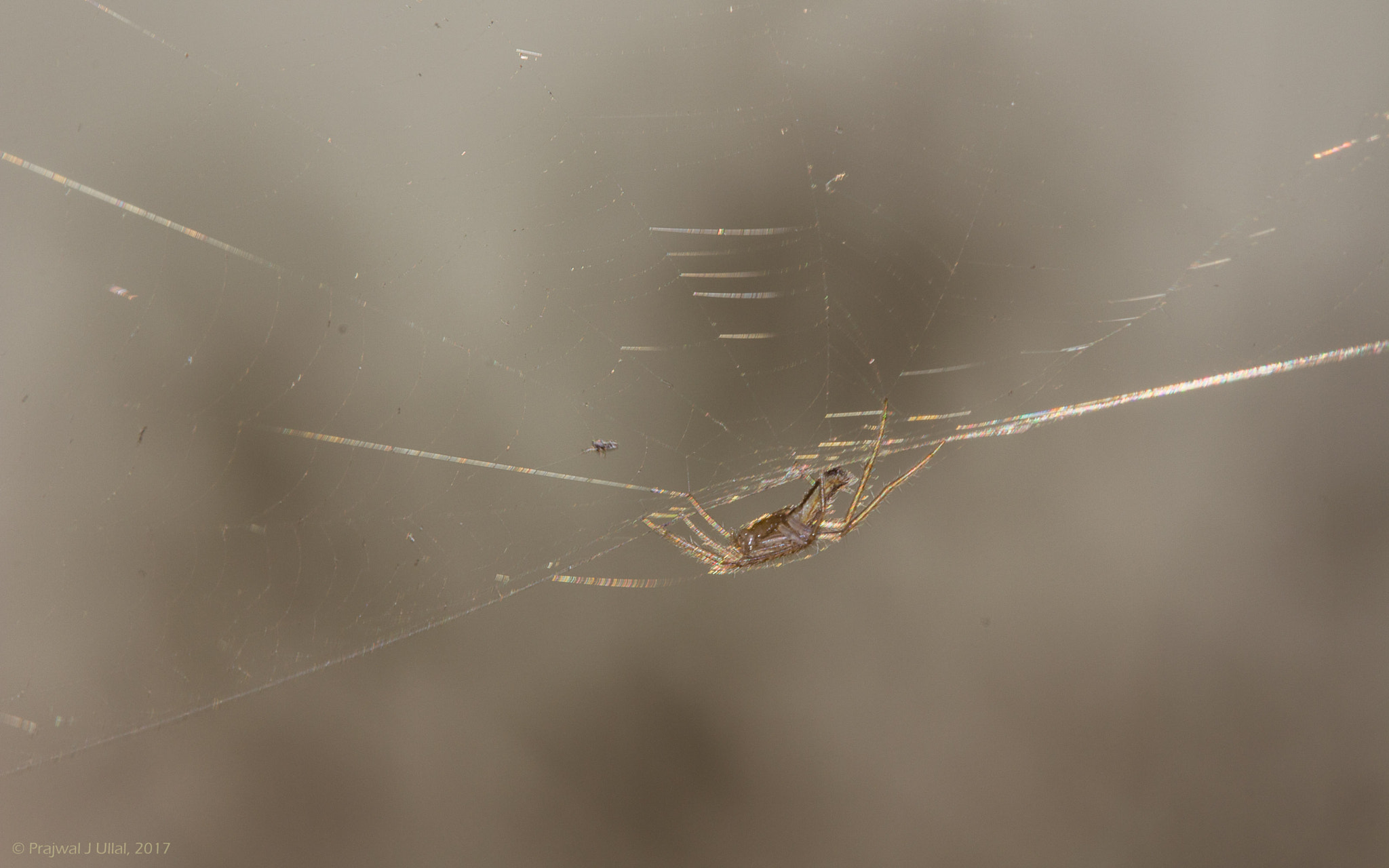 Canon EF 100mm F2.8 Macro USM sample photo. Web caster photography