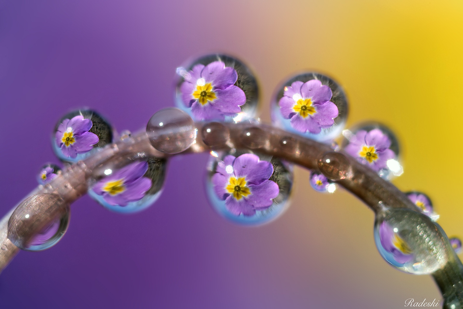 Nikon D810 + Nikon AF Micro-Nikkor 60mm F2.8D sample photo. Flowers in the dew photography