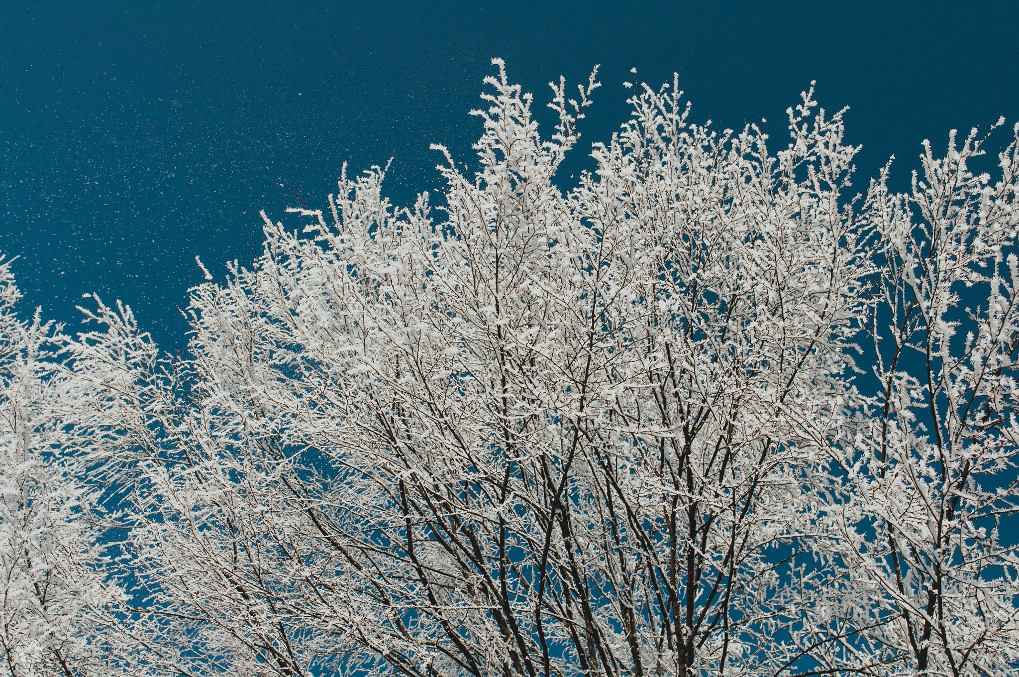 Nikon D90 + Nikon AF-S Nikkor 24mm F1.8G ED sample photo. Hoarfrost (5) photography