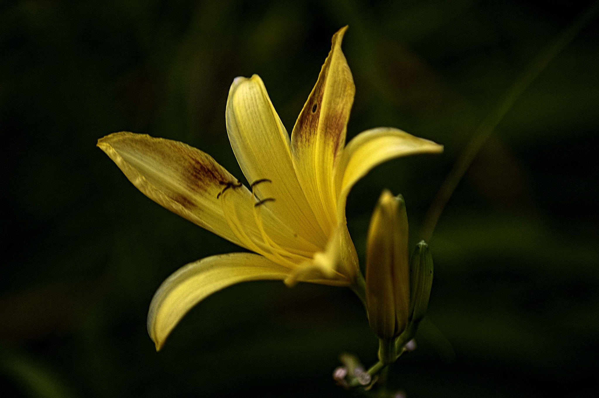 Nikon D70s sample photo. Yellow flower bathed in sunlight photography