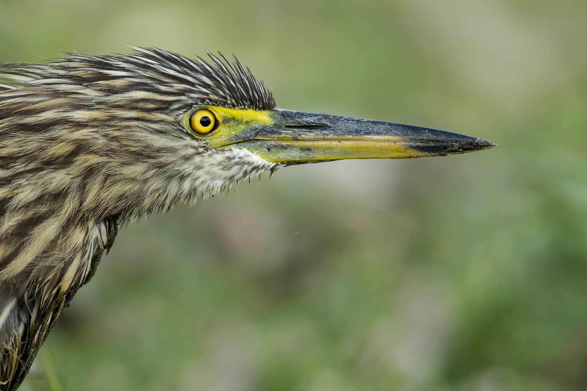 Nikon AF-S Nikkor 300mm F4D ED-IF sample photo. Hansome! photography