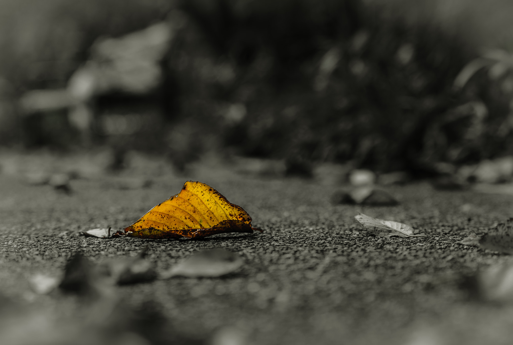 Sony a7S + Sony FE 70-200mm F4 G OSS sample photo. One piece photography
