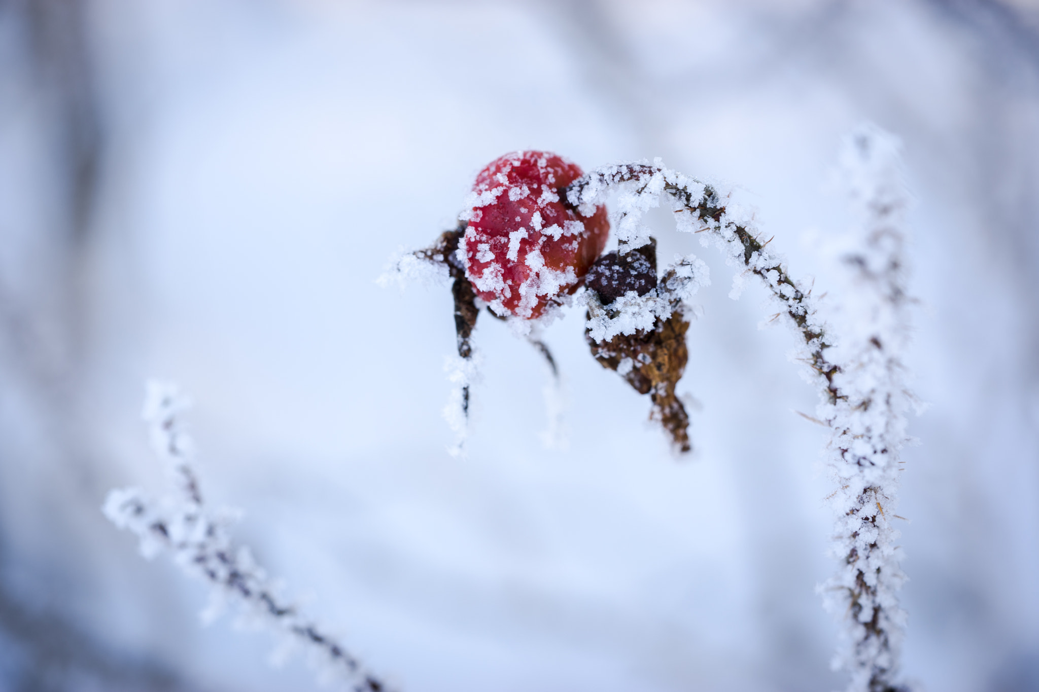 Sony a7 + Sony FE 90mm F2.8 Macro G OSS sample photo. Winter motiv 13 photography