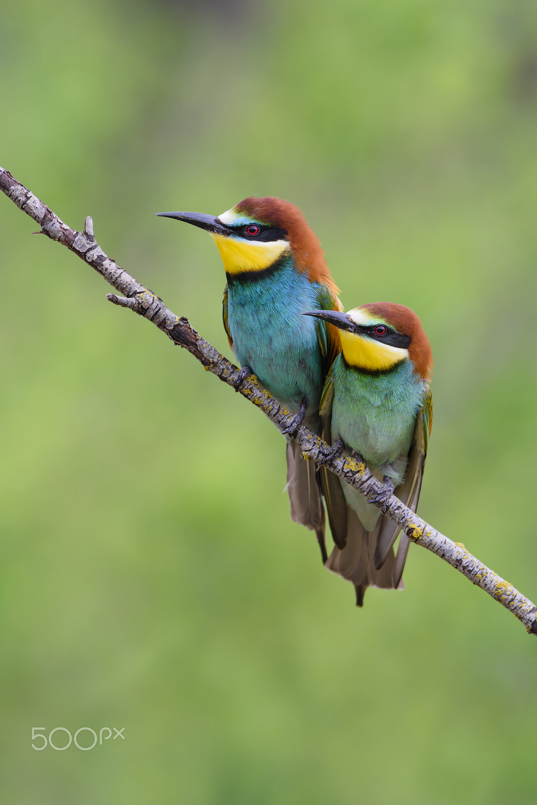 Nikon D810 + Nikon AF-S Nikkor 500mm F4G ED VR sample photo. Bienenfresser, european bee eater pair, merops apiaster photography