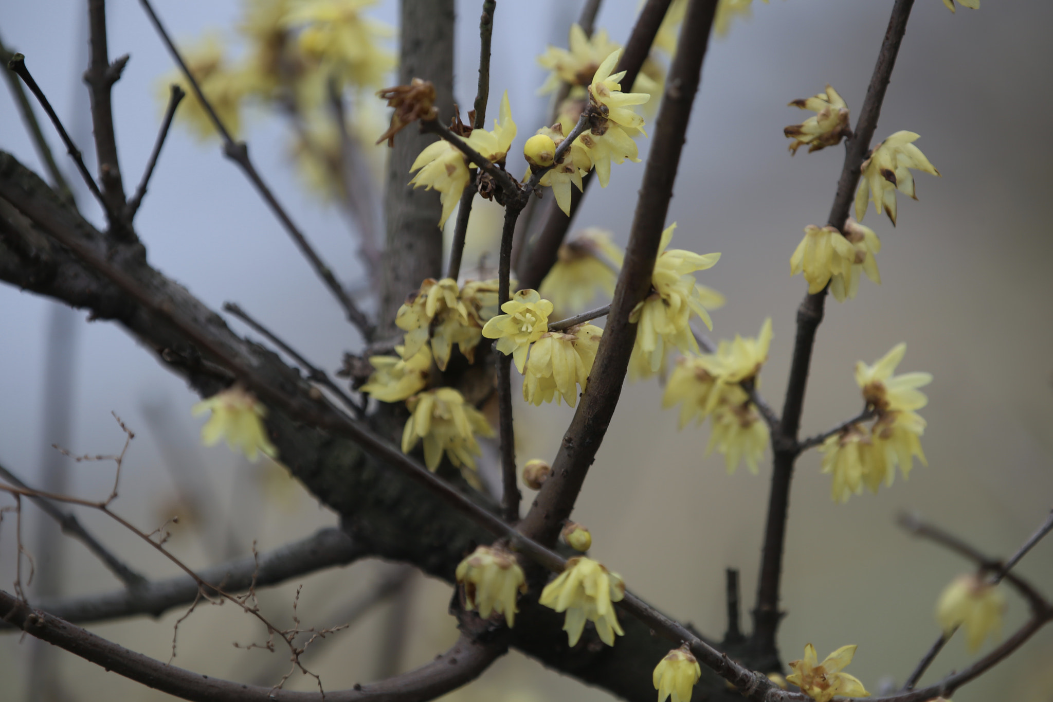 Canon EOS 6D + Canon EF 70-200mm F2.8L IS II USM sample photo. 腊梅 photography