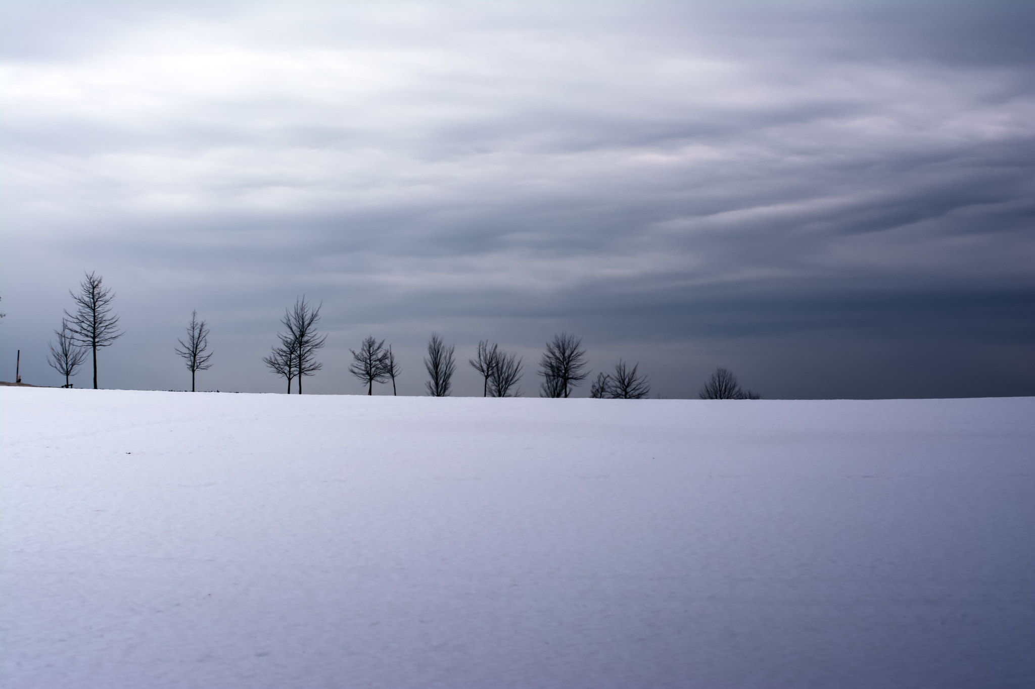 Nikon D5200 + Nikon AF-S Nikkor 50mm F1.4G sample photo. Line of trees photography