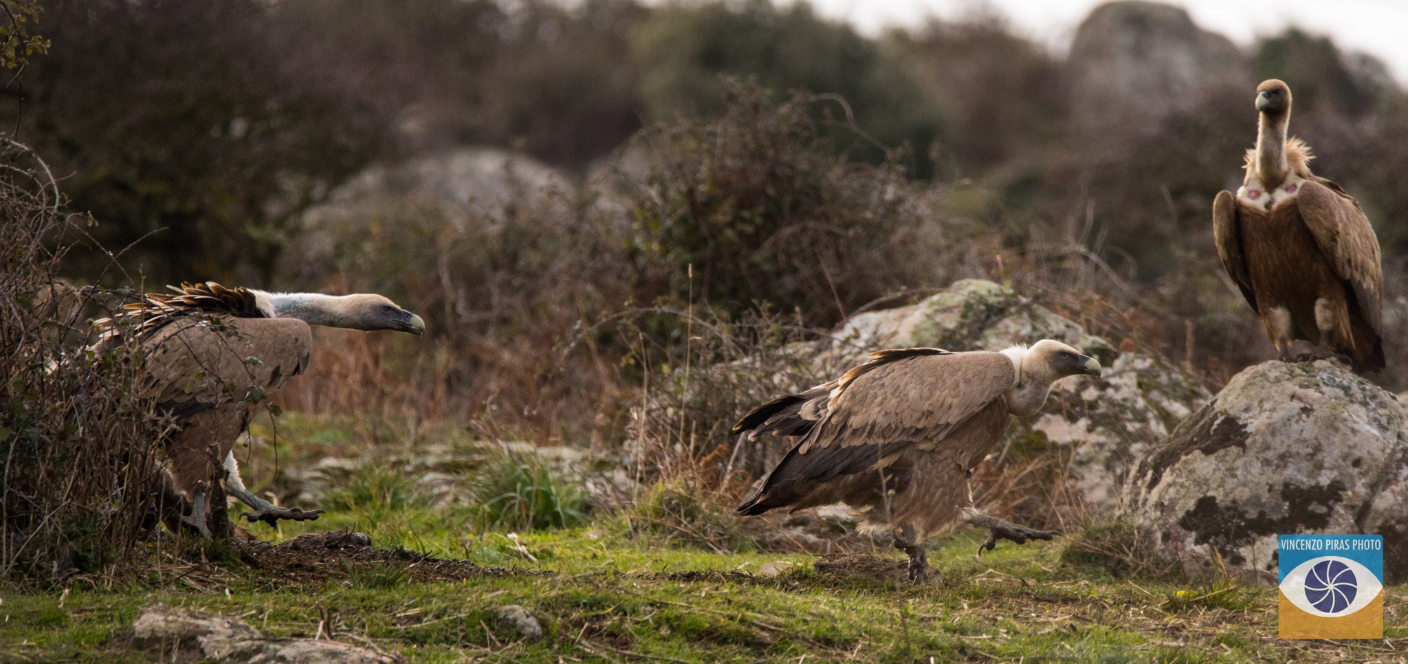 150-600mm F5-6.3 DG OS HSM | Contemporary 015 sample photo. Avvoltoio grifone della sardegna photography