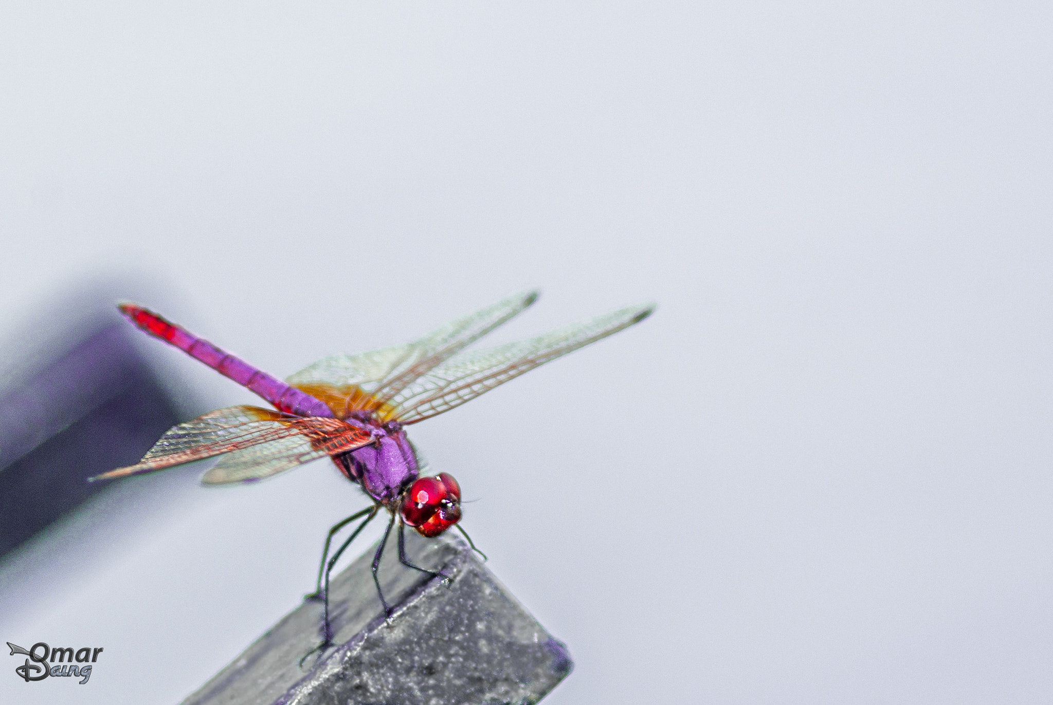 Pentax K10D sample photo. Anisoptera - dragonfly - yusufçuk photography