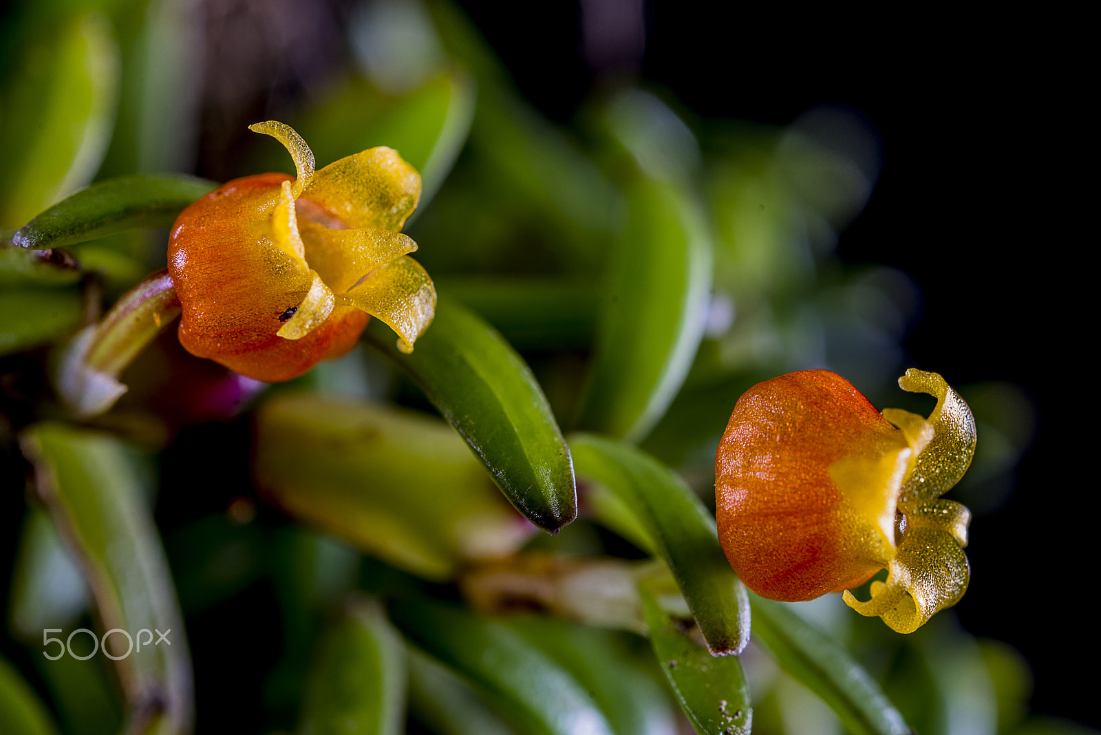 Nikon D800 + Nikon AF-S Micro-Nikkor 60mm F2.8G ED sample photo. Tiny orchid flower from papua new guinea photography
