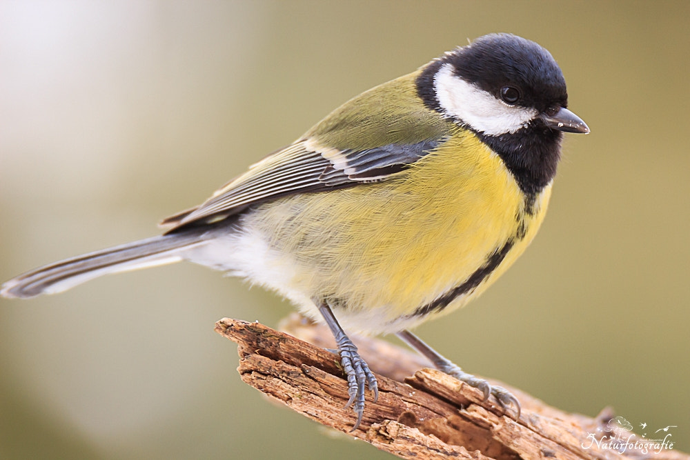 Tamron SP 150-600mm F5-6.3 Di VC USD sample photo. Kohlmeise photography