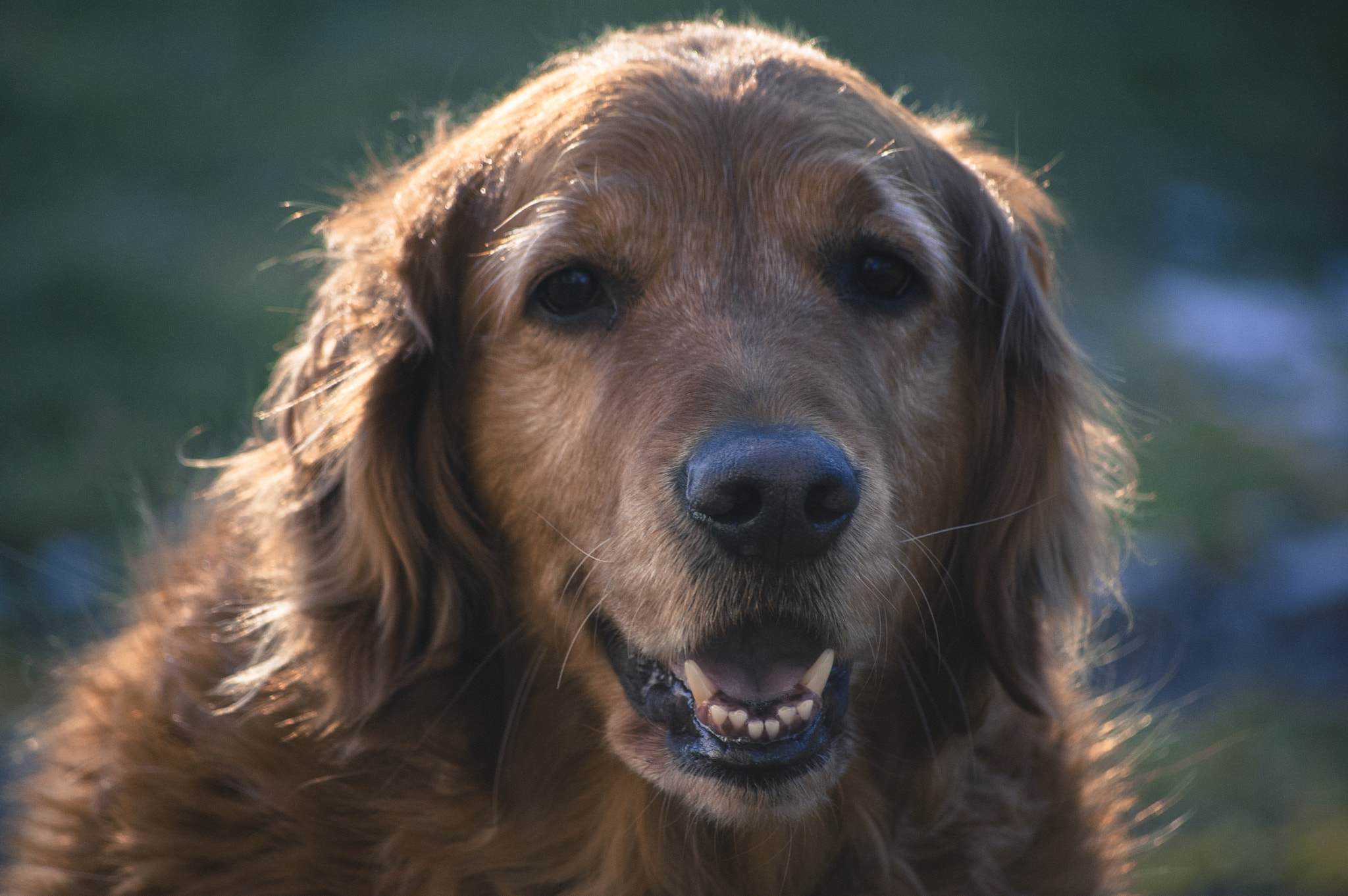 Nikon D50 sample photo. Boo the dog photography