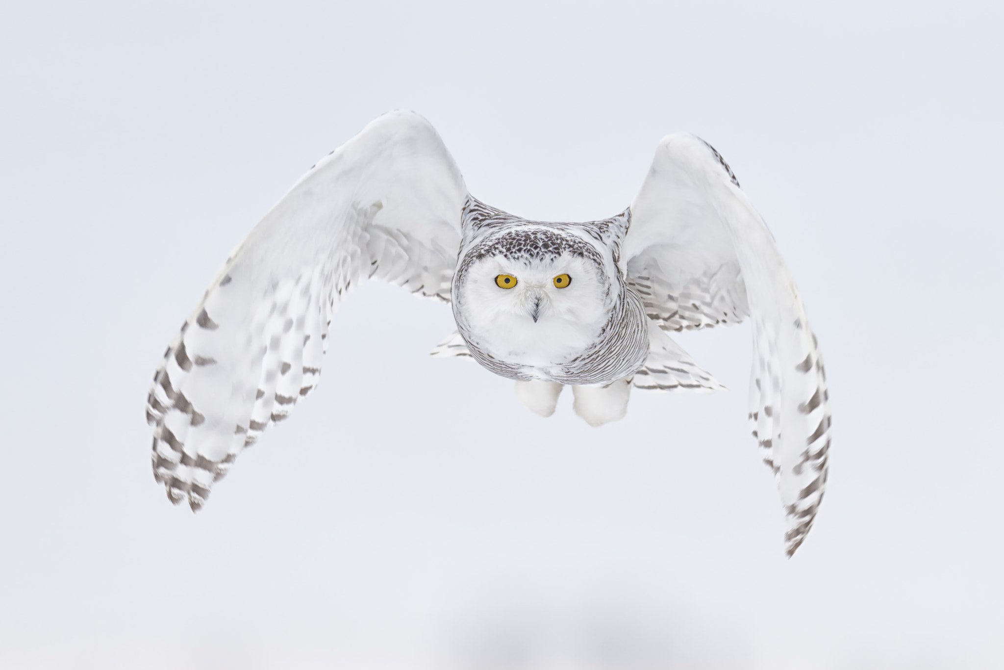 Nikon D800 + Nikon AF-S Nikkor 400mm F2.8G ED VR II sample photo. Hot pursuit... photography