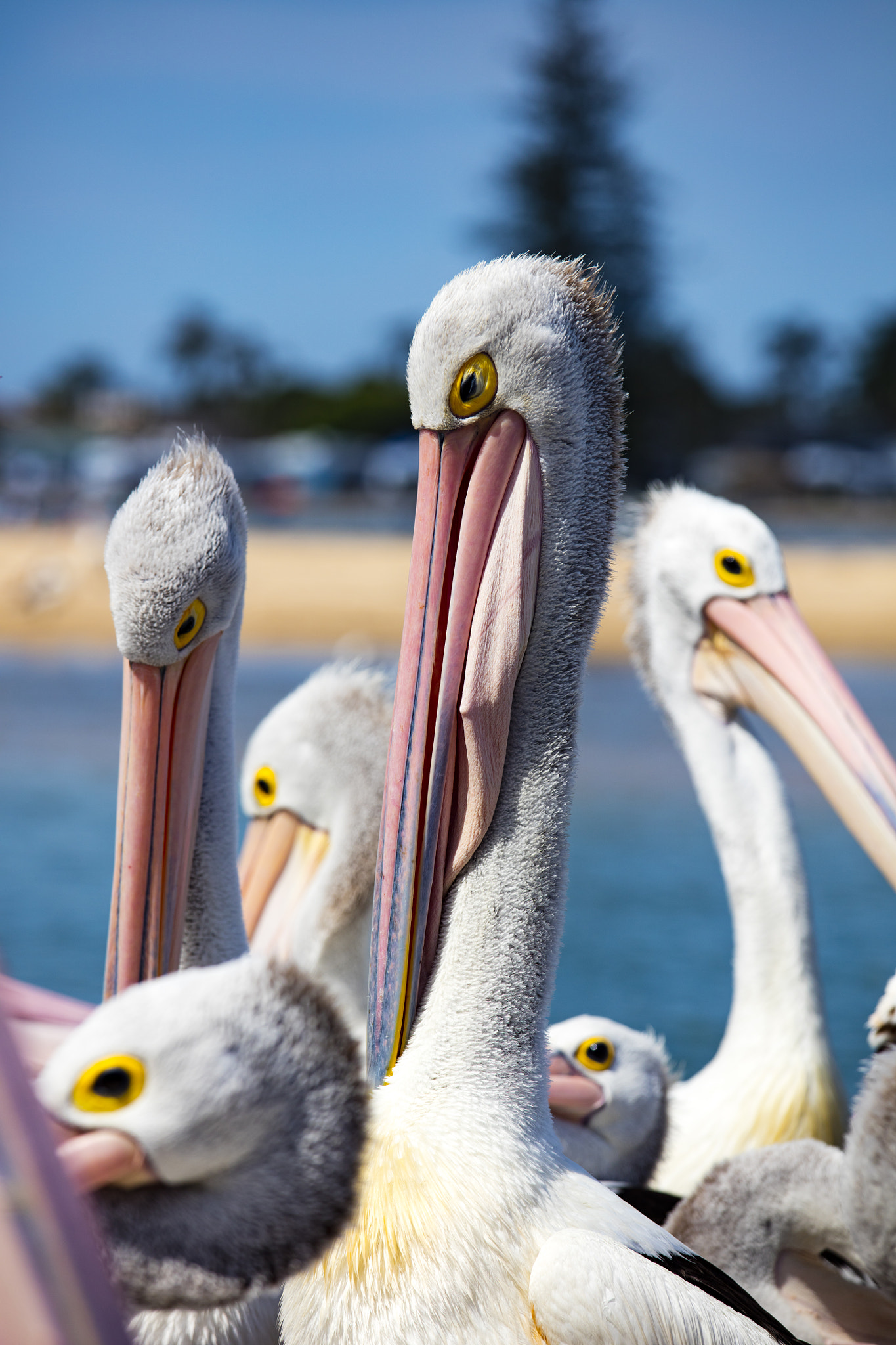 Canon EF 70-200mm F4L IS USM sample photo. Pelican photography