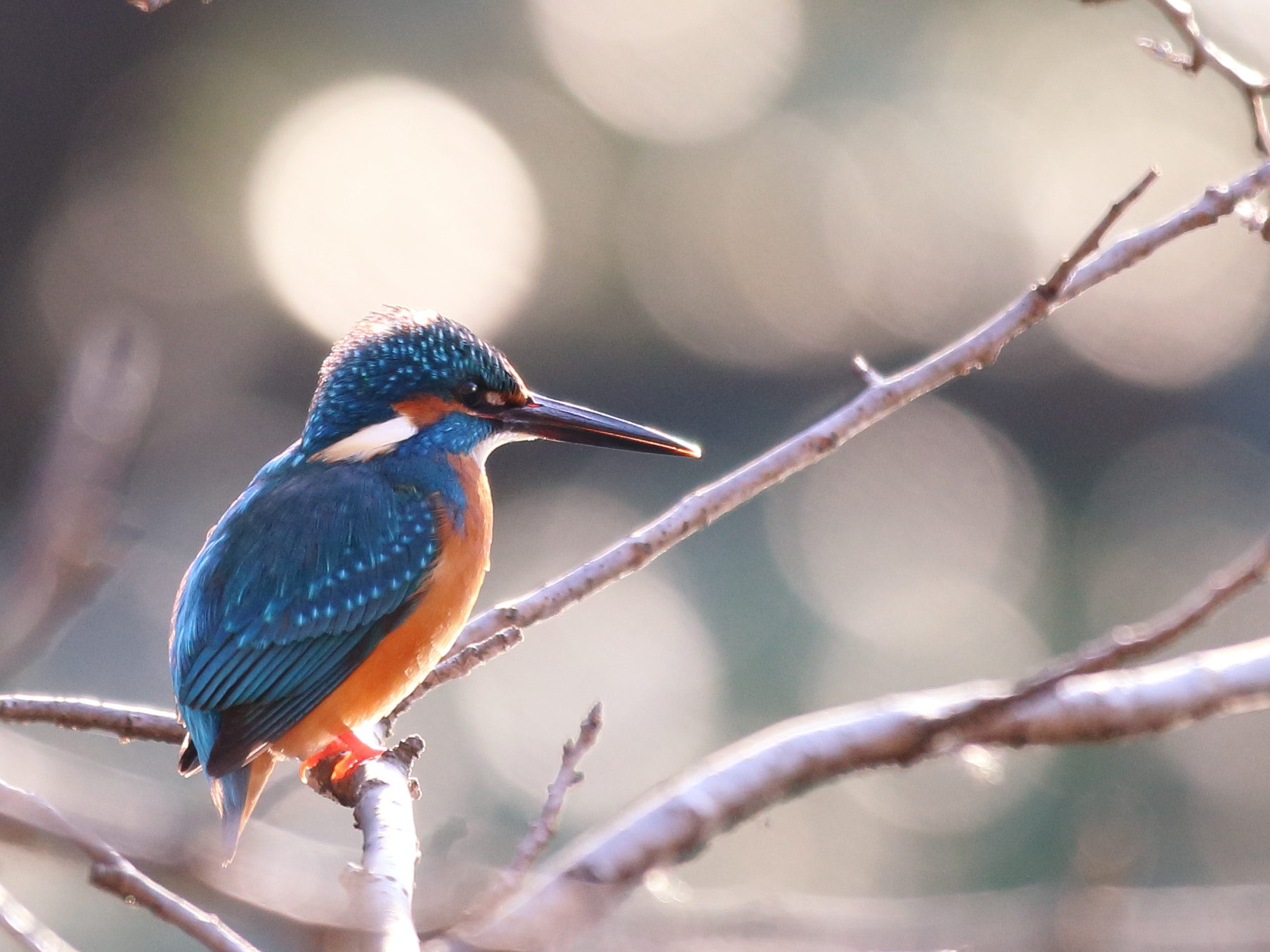 Canon EOS 6D + Canon EF 70-200mm F2.8L IS II USM sample photo. Kingfisher photography