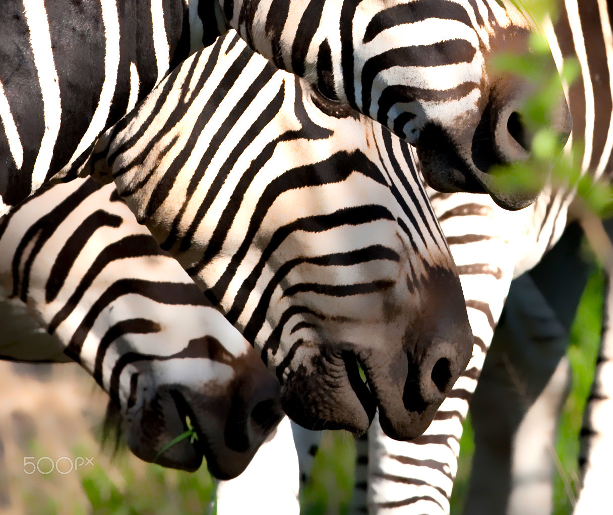 Canon EOS-1D Mark III + Canon EF 400mm F2.8L IS USM sample photo. Stripes and noses photography