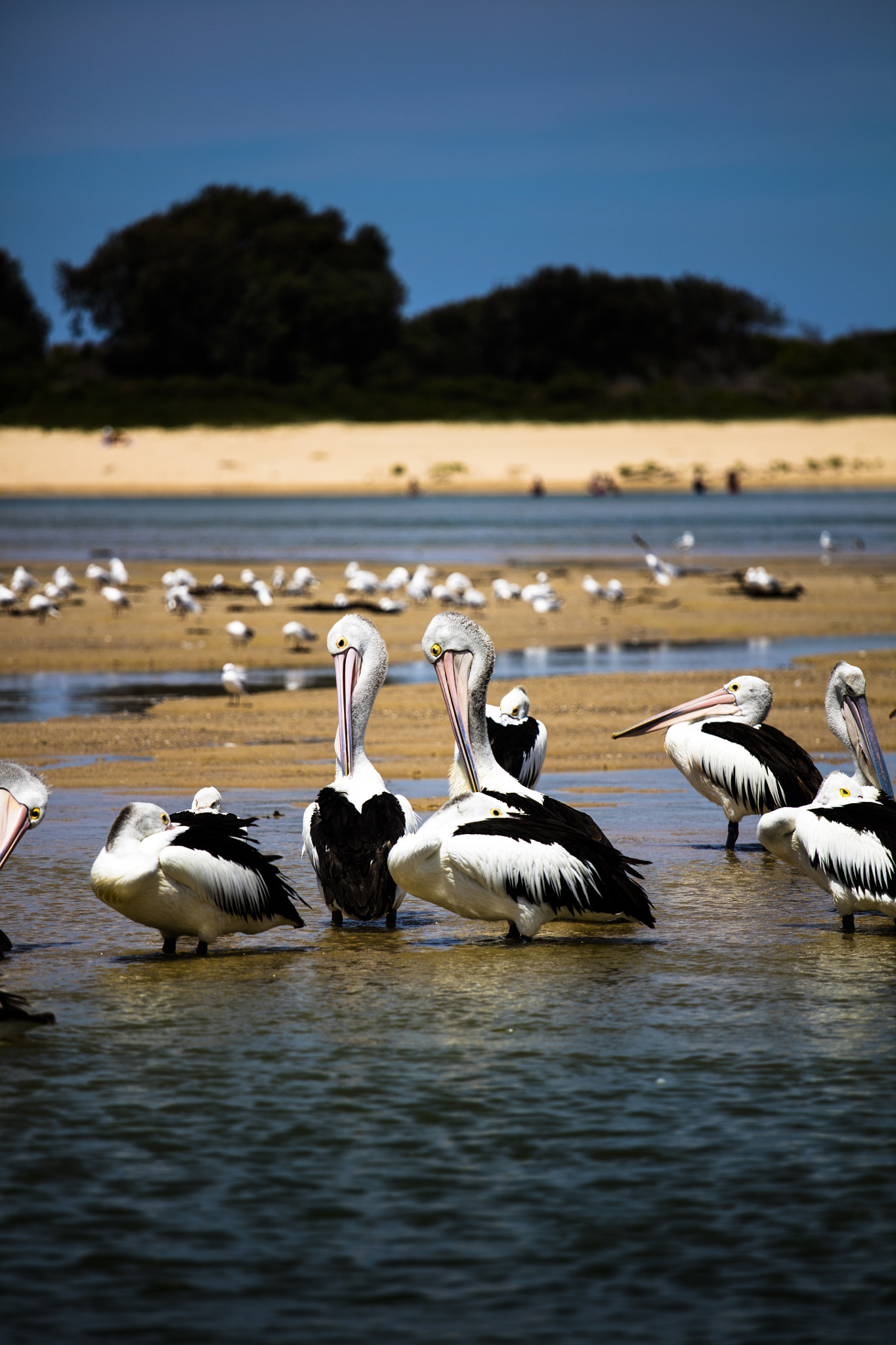 Canon EF 70-200mm F4L IS USM sample photo. Pelican family photography