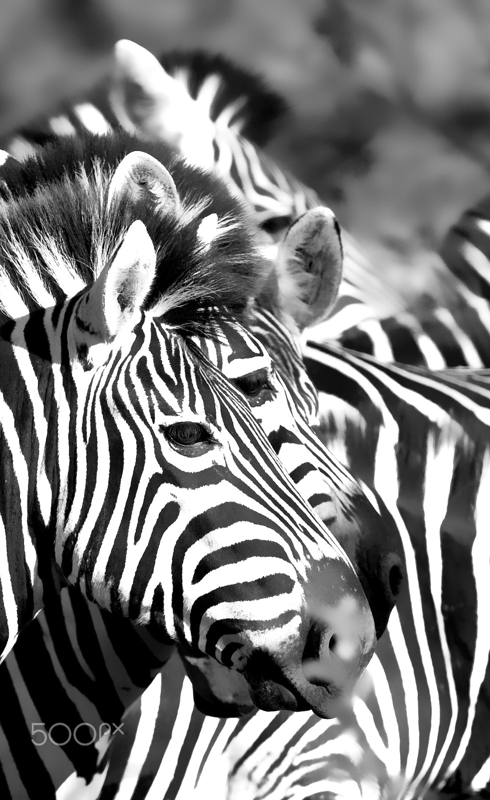 Canon EF 400mm F2.8L IS USM sample photo. Stripes and noses photography