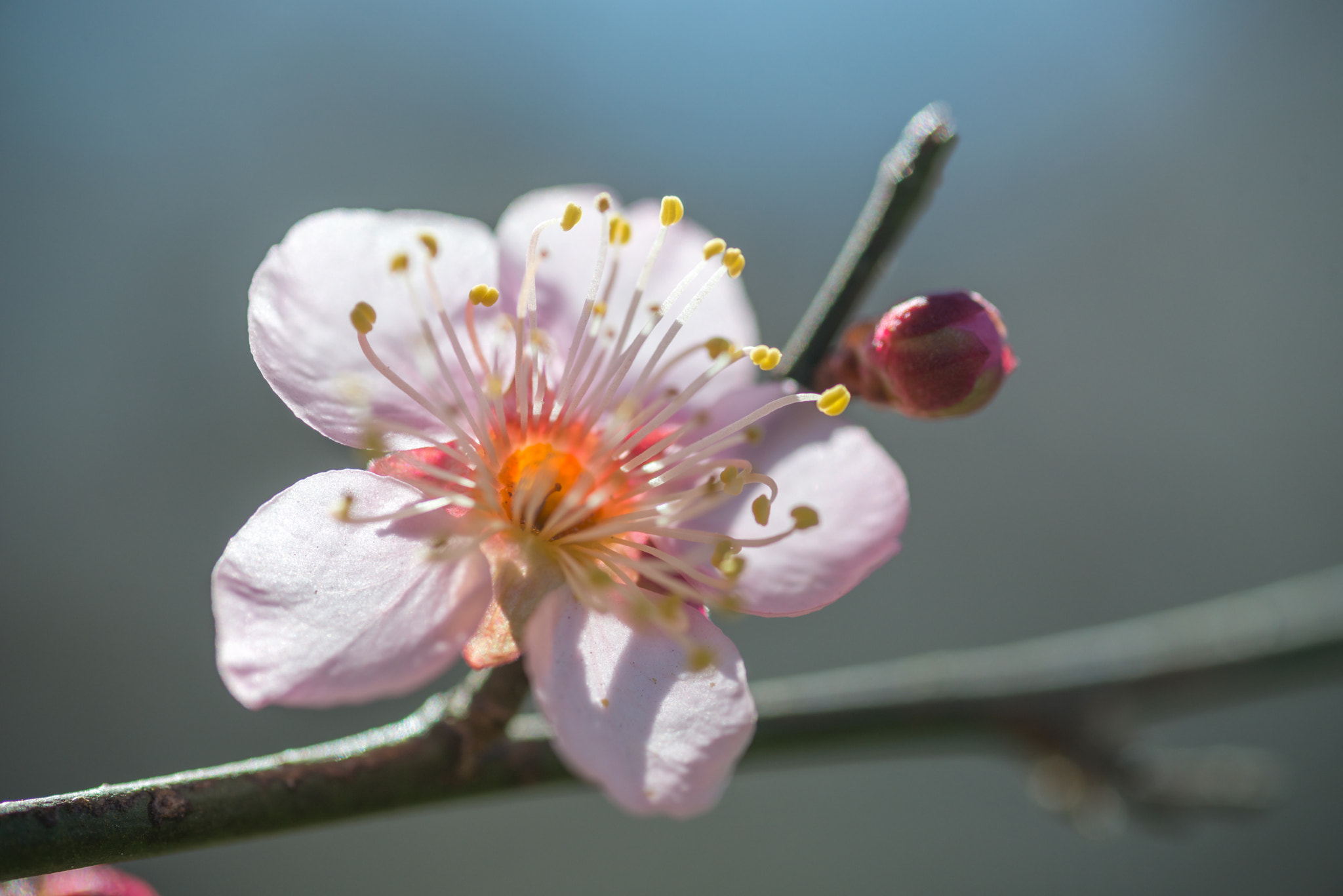 Nikon D800 + Tamron SP 90mm F2.8 Di VC USD 1:1 Macro sample photo. When the plum tree blooms with each new bloom, it's becoming warmer. photography