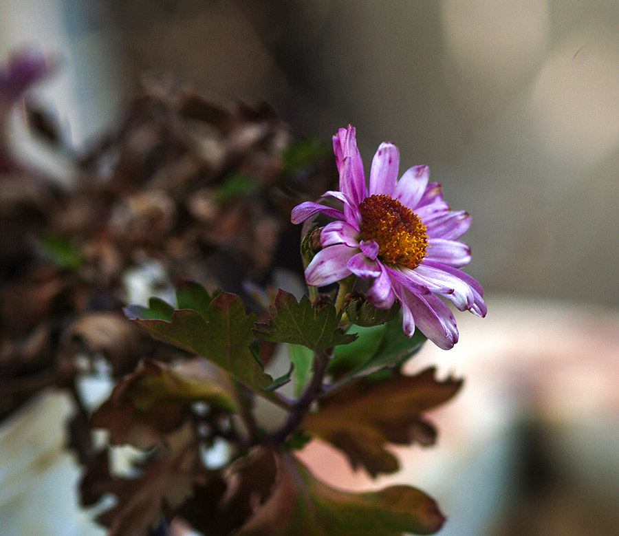 Pentax K20D sample photo. Winter flower photography