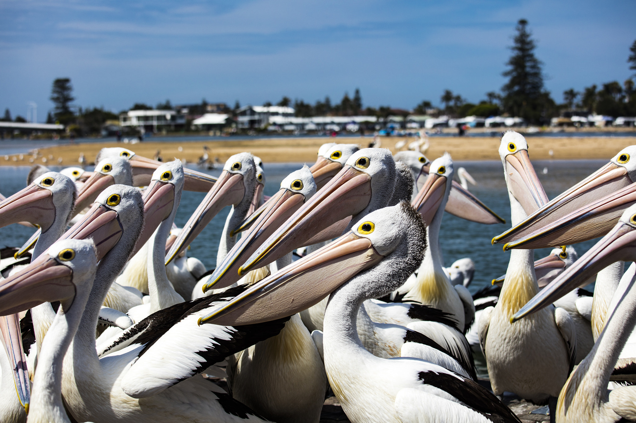 Canon EF 70-200mm F4L IS USM sample photo. Pelican having meeting photography