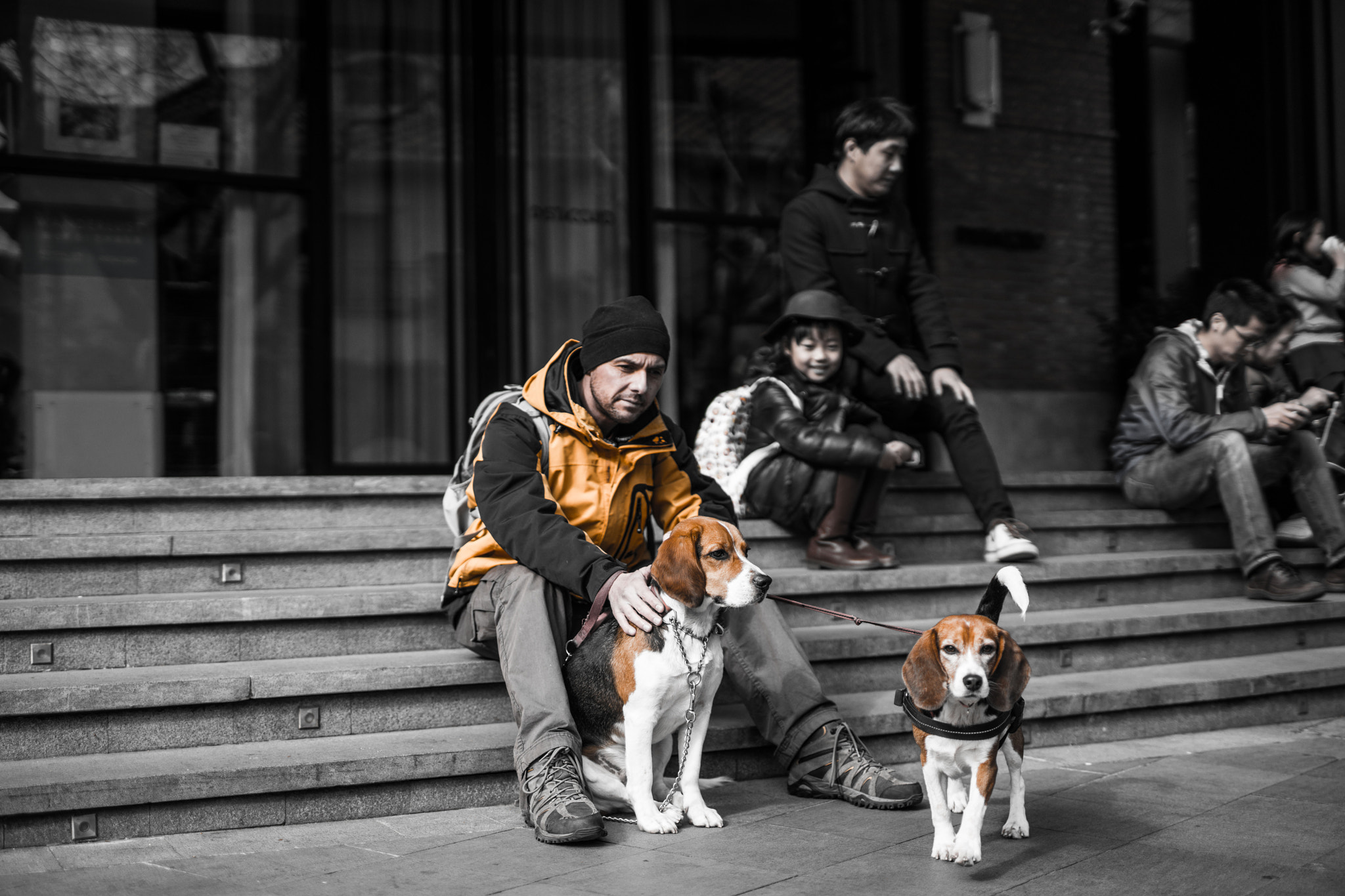 Canon 50mm F1.4 DG HSM | Art 014 sample photo. Dog owner photography