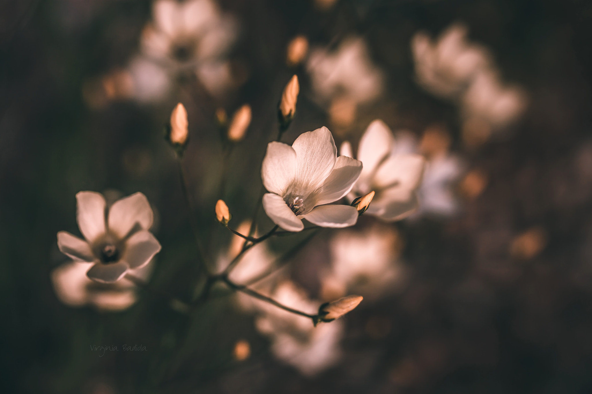 Canon EF-S 60mm F2.8 Macro USM sample photo. *** photography