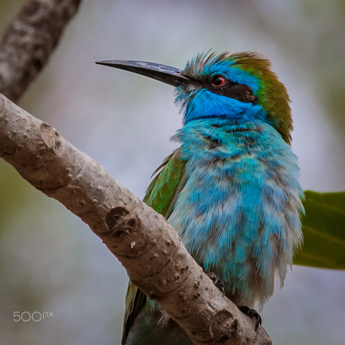 Canon EOS 700D (EOS Rebel T5i / EOS Kiss X7i) sample photo. Green bee eater photography