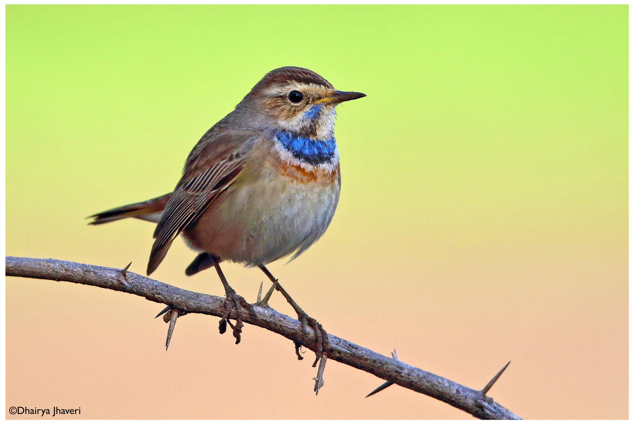 Canon EF 500mm F4L IS II USM sample photo. Bluethroat ♂ photography