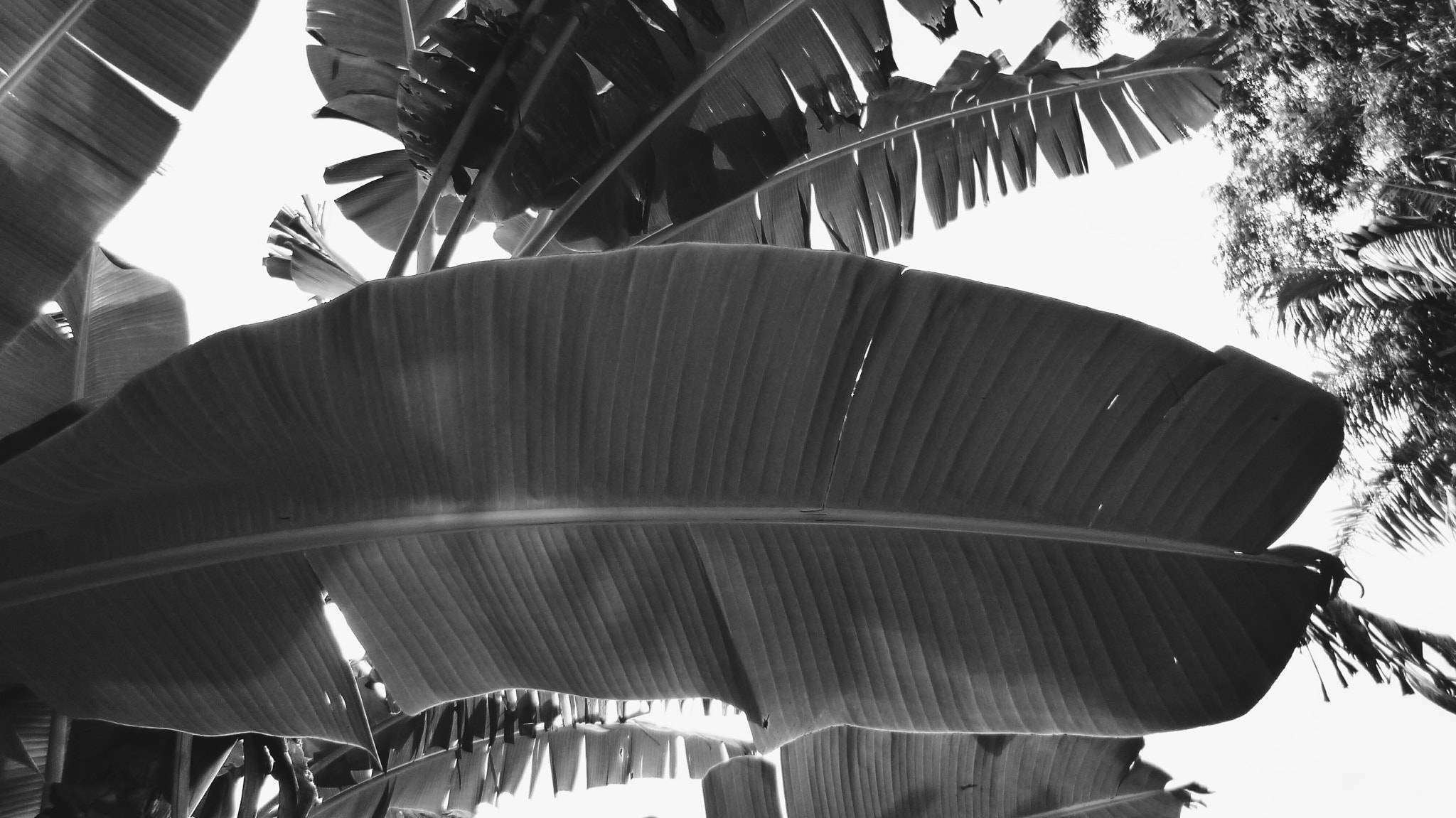 Panasonic DMC-FX80 sample photo. Look up photography