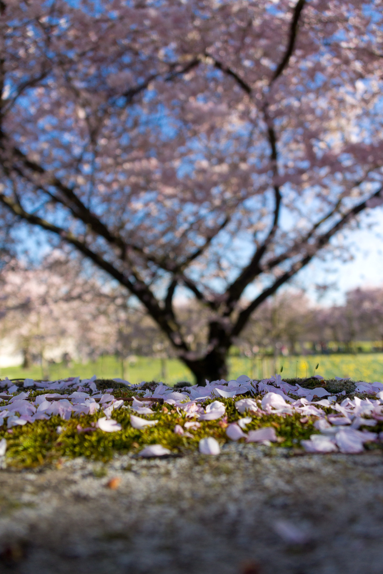 Sigma 18-125mm f/3.5-5.6 DC IF ASP sample photo. Sugar leaves photography