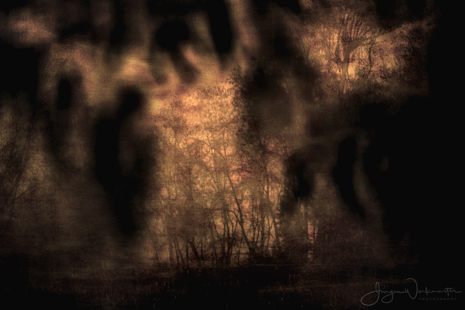 Canon EOS 5D sample photo. Dark forest photography
