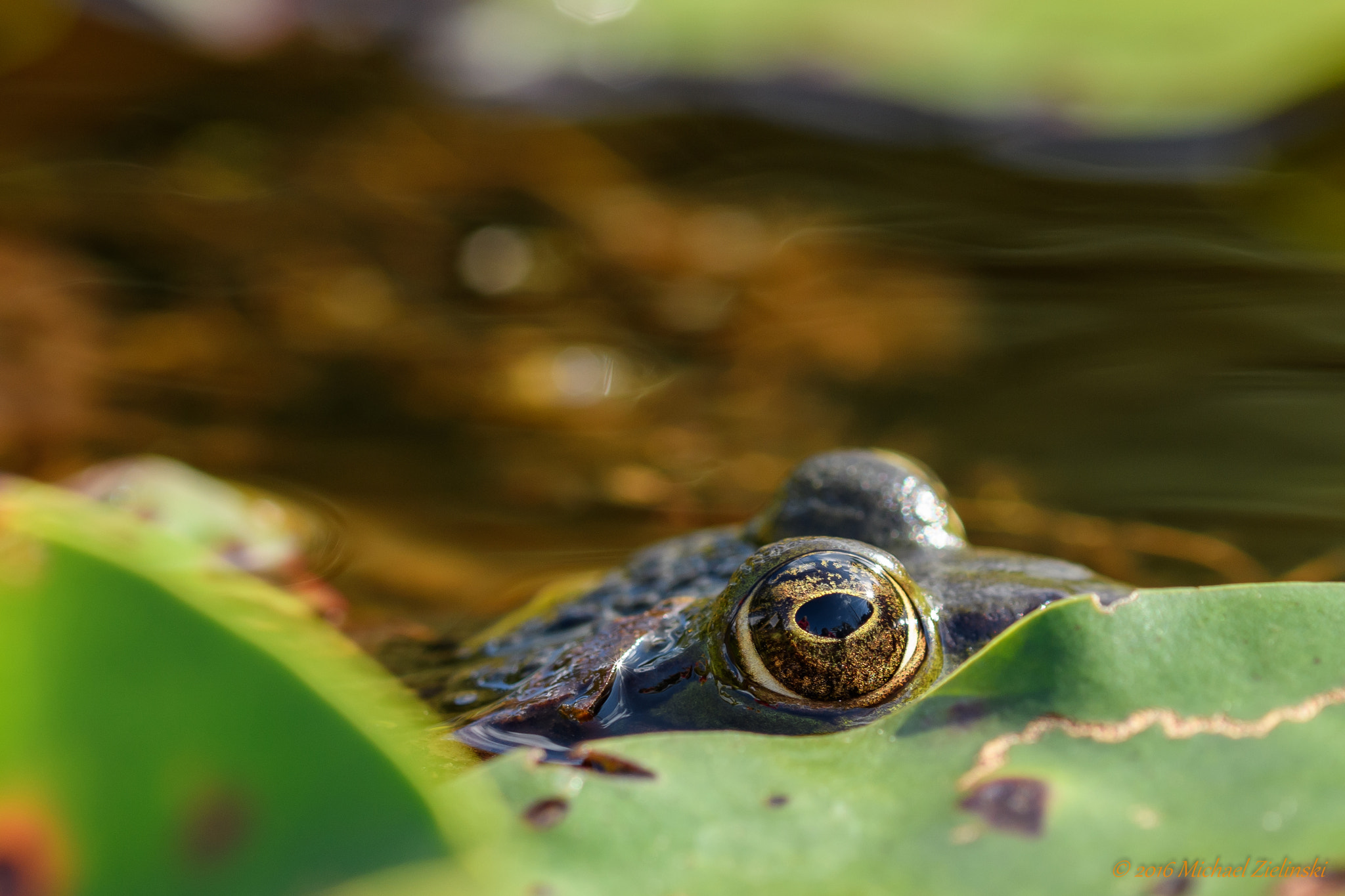 Nikon D500 + Nikon AF Micro-Nikkor 200mm F4D ED-IF sample photo. Froschauge photography