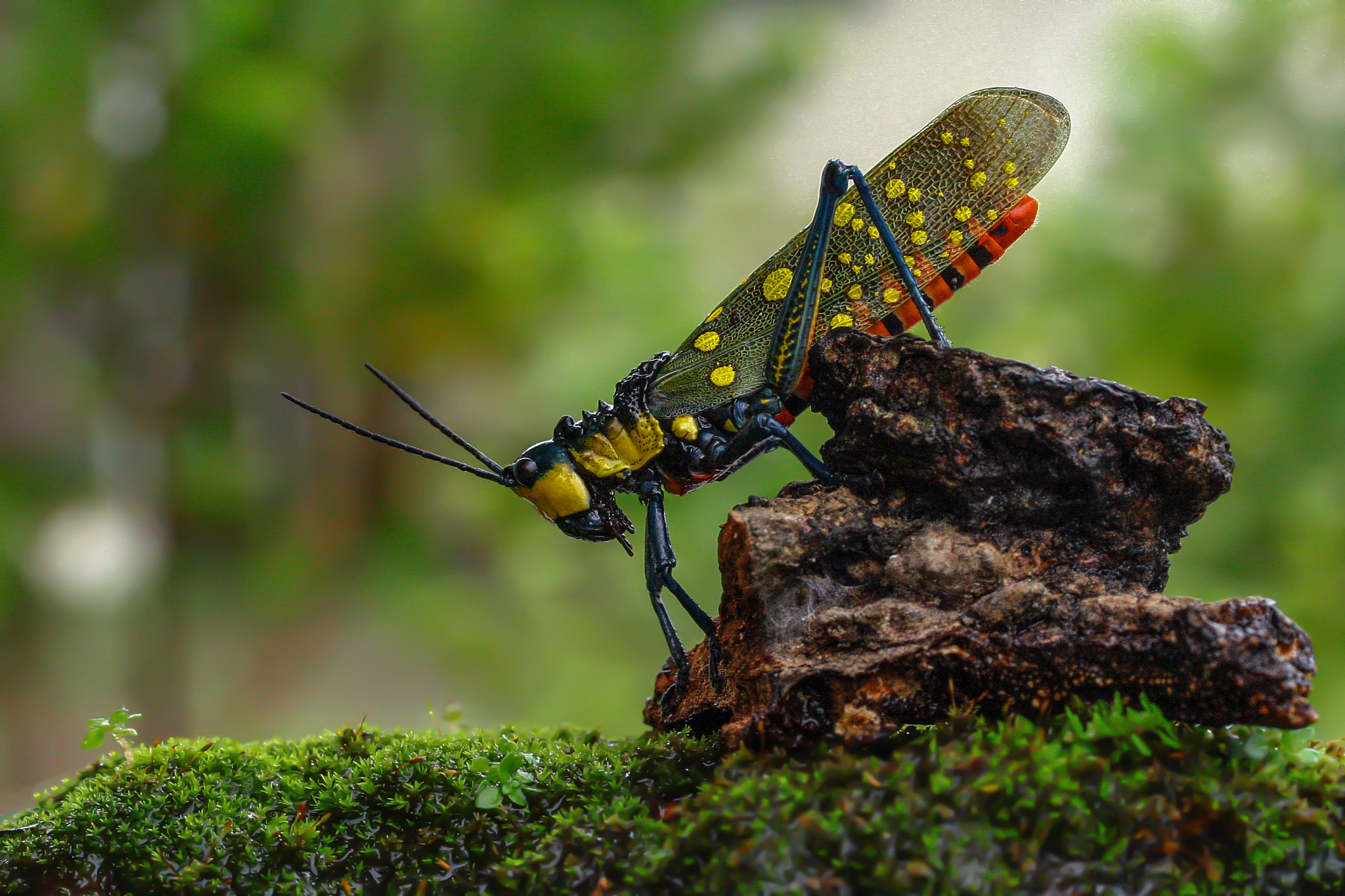 Canon EF-S 60mm F2.8 Macro USM sample photo. Grasshopper photography