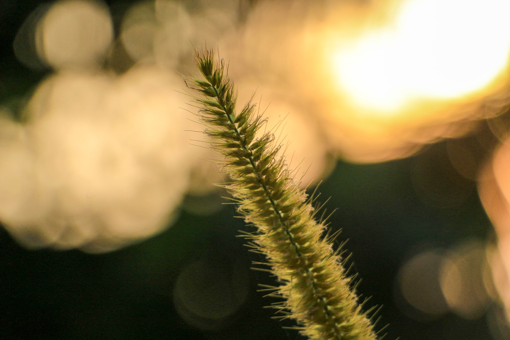 Canon EOS 100D (EOS Rebel SL1 / EOS Kiss X7) sample photo. Grass with backround sunlight bokeh photography