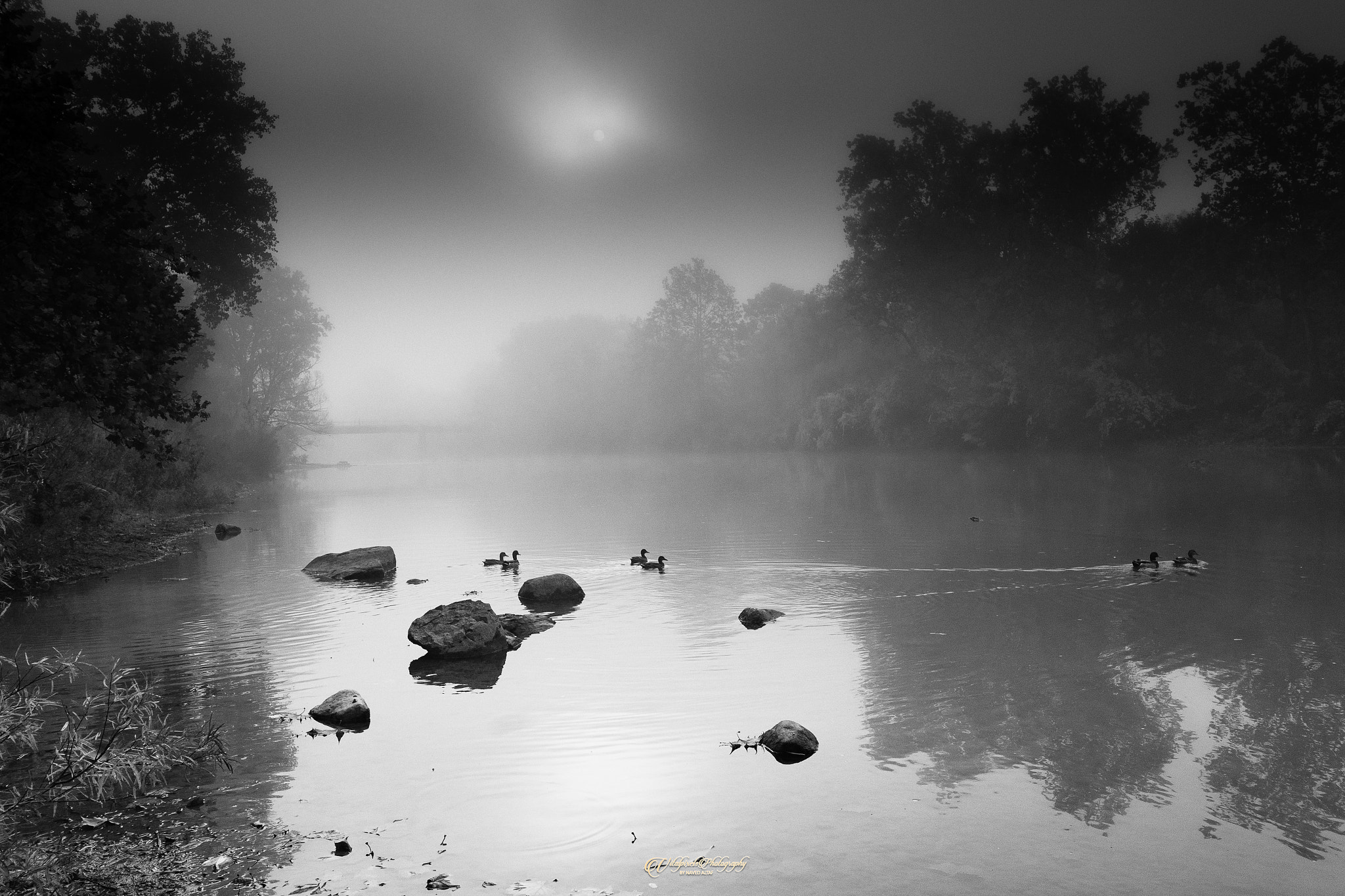 Nikon D500 sample photo. Foggy morning! photography